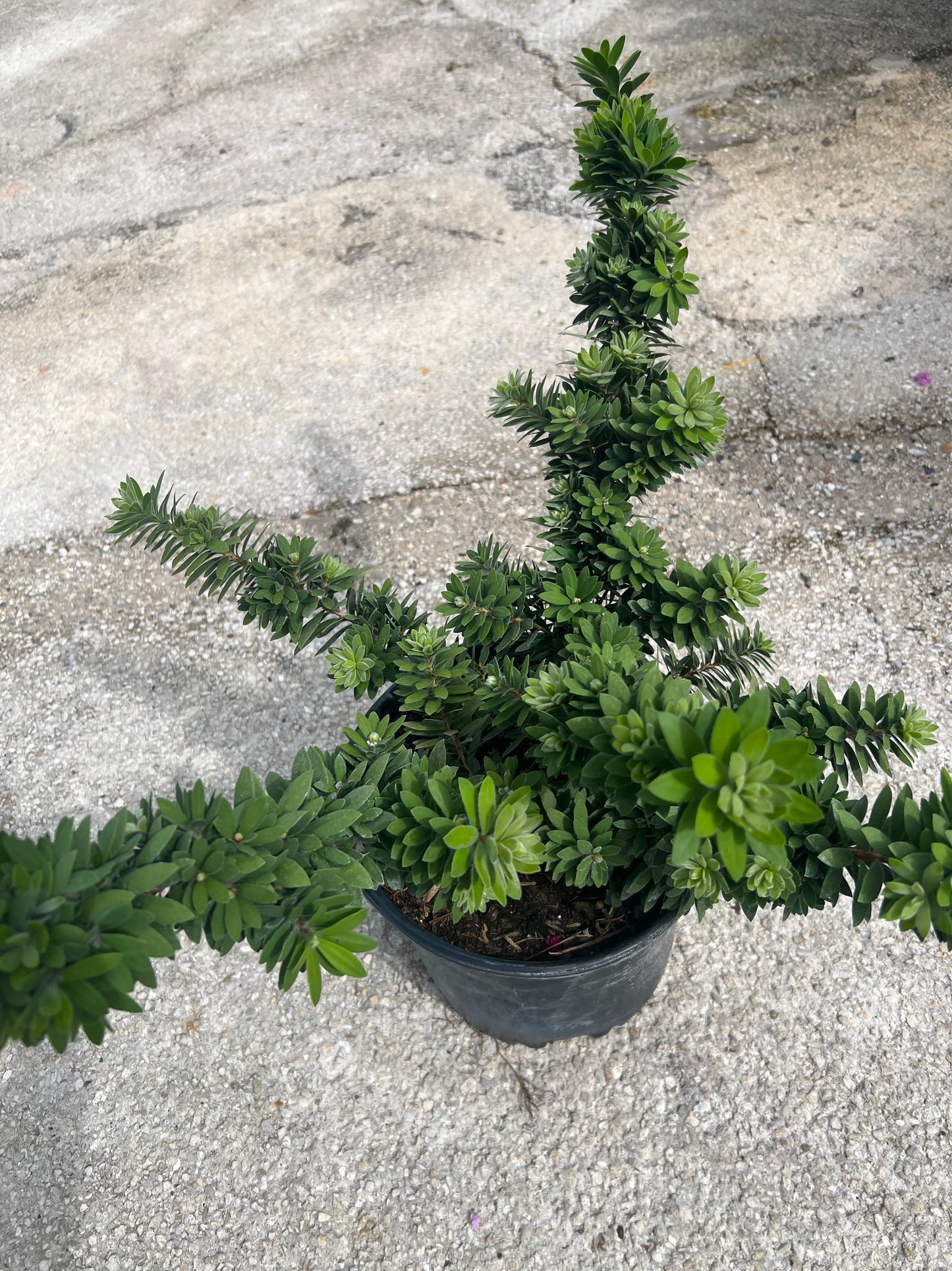 Bottlebrush Bush