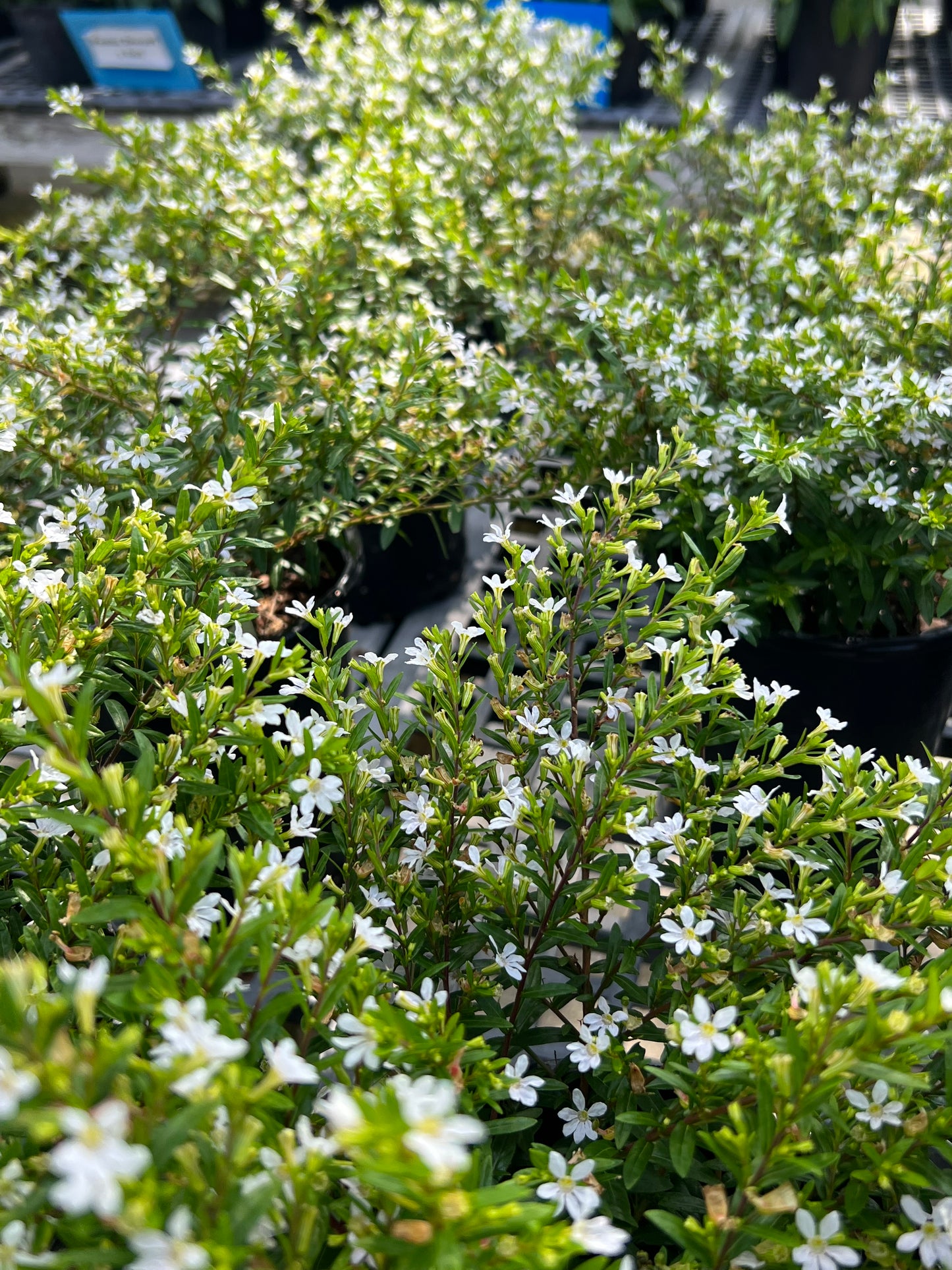 Cuphea Mexican Heather (Hyssopifolia)