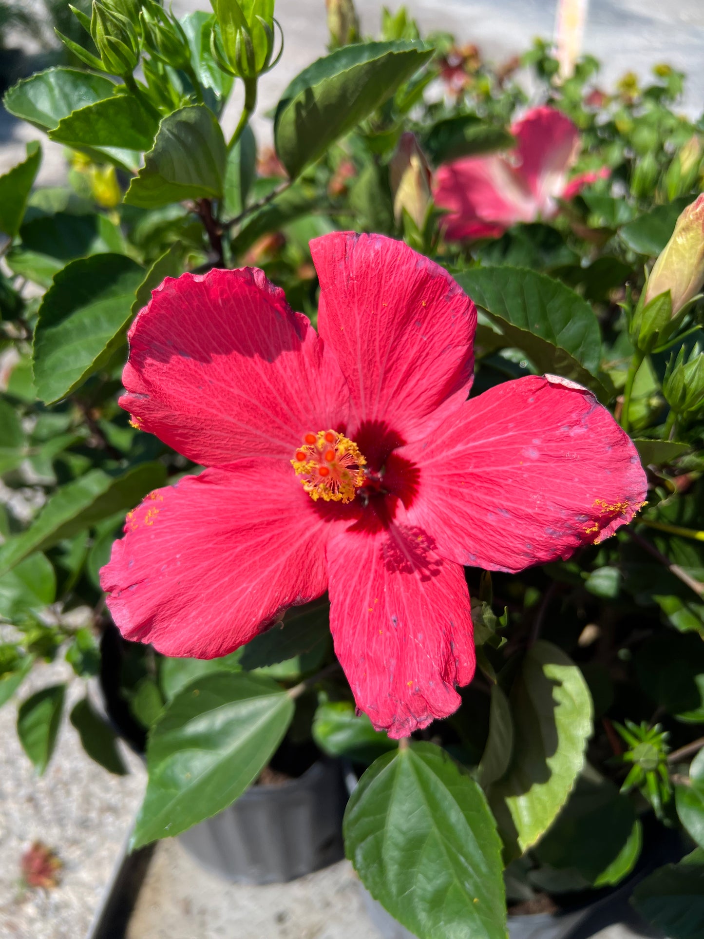 Hibiscus Shrubs