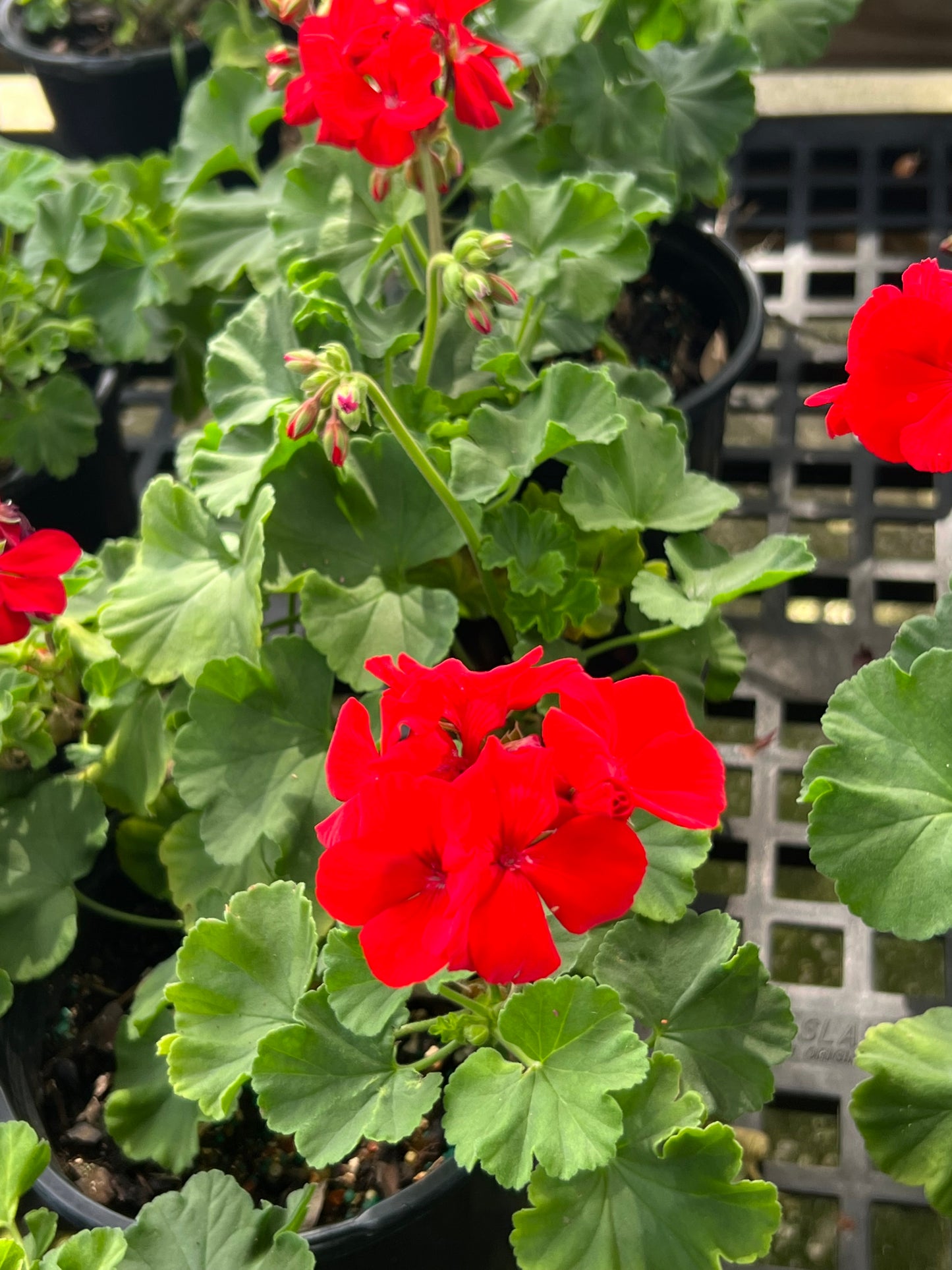 Geranium Variety 1G