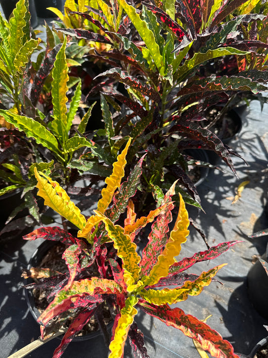 Croton Piecrust