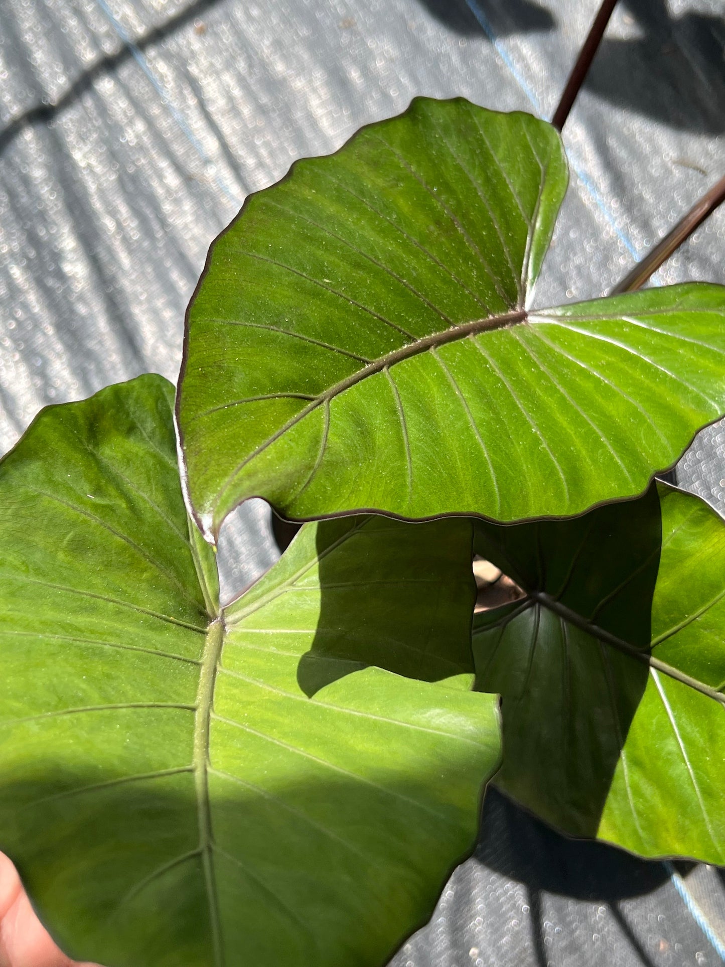 Alocasia Shrubs