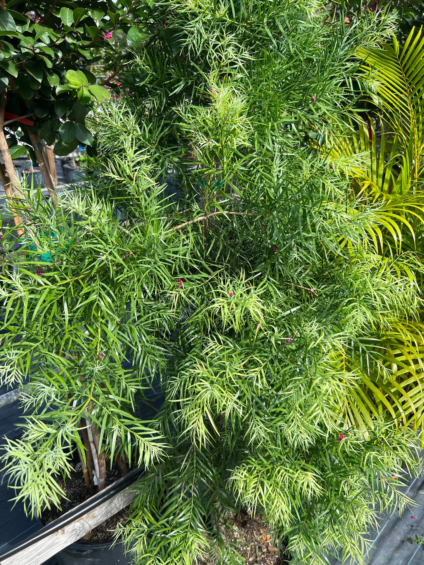 Podocarpus Weeping