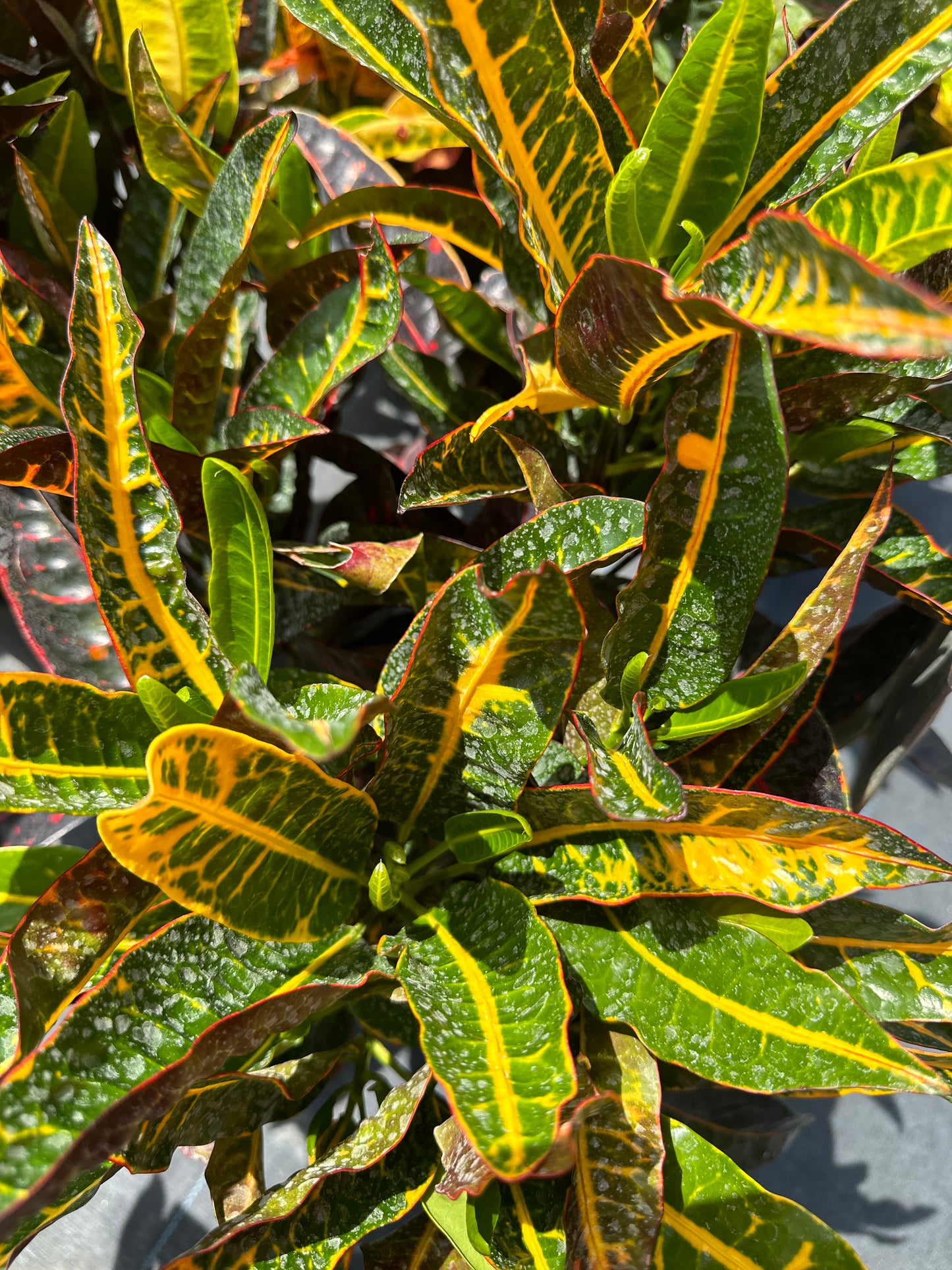 Croton Congo