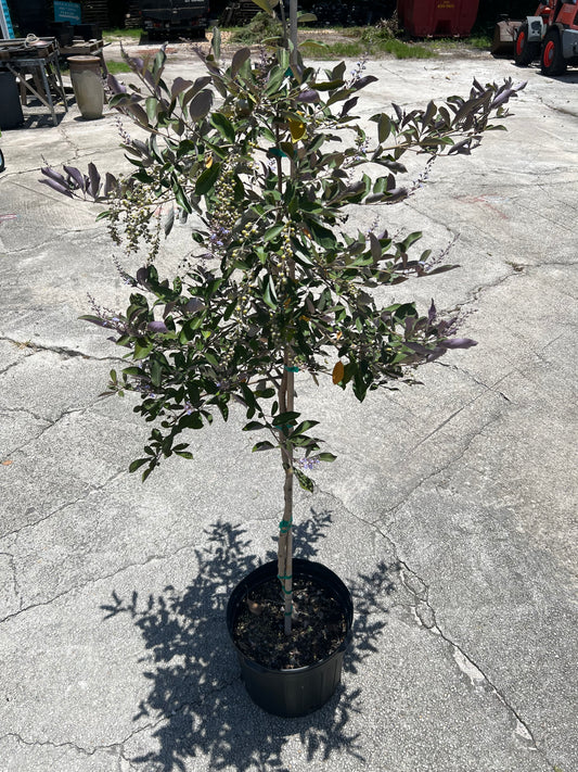 Vitex Plants (Chaste tree)