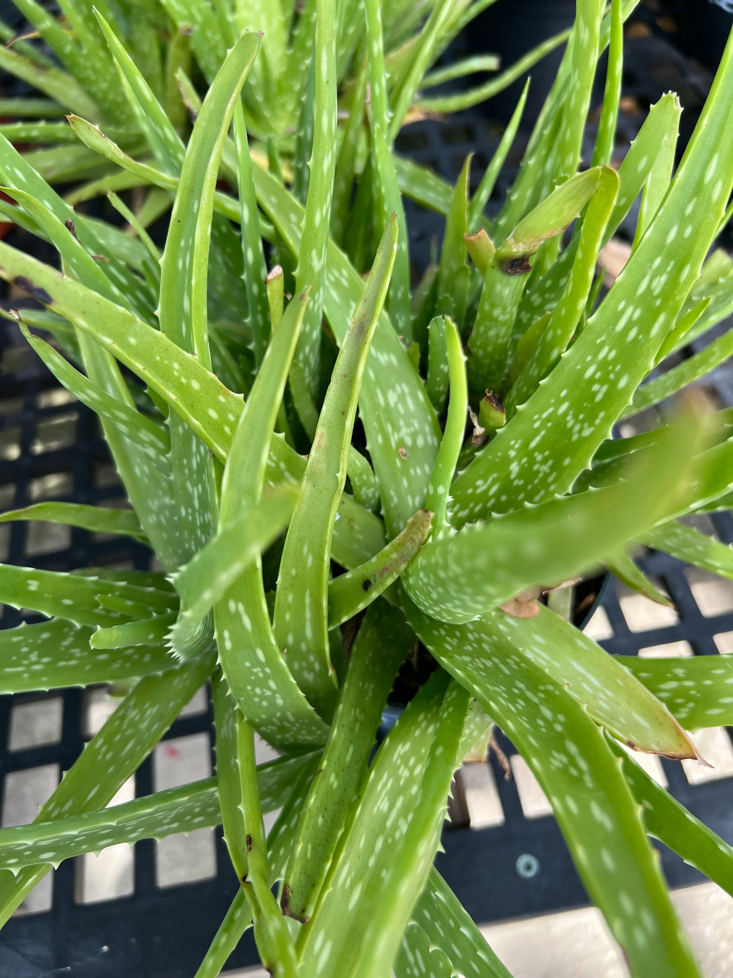 Aloe