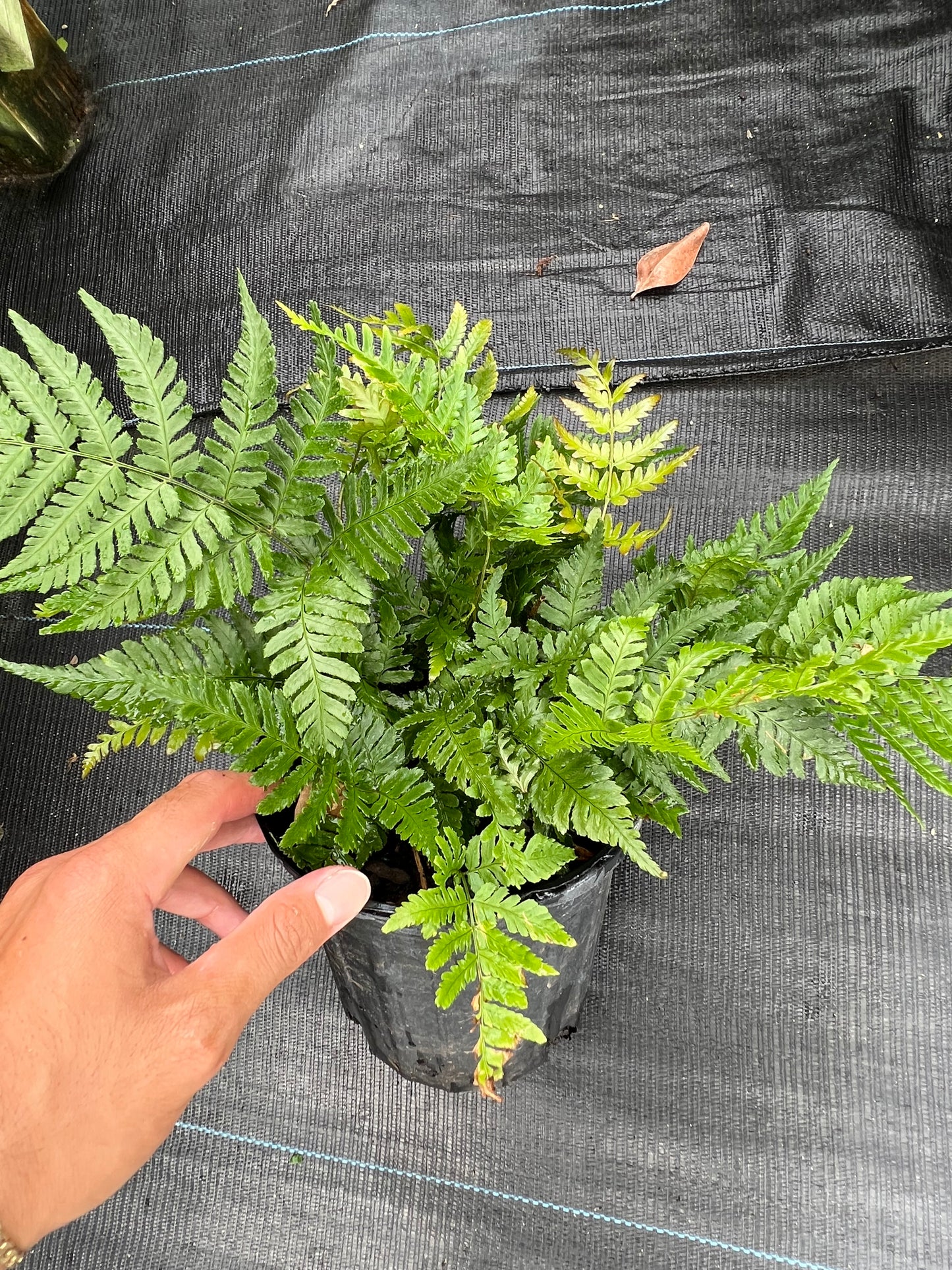 Fern Plants