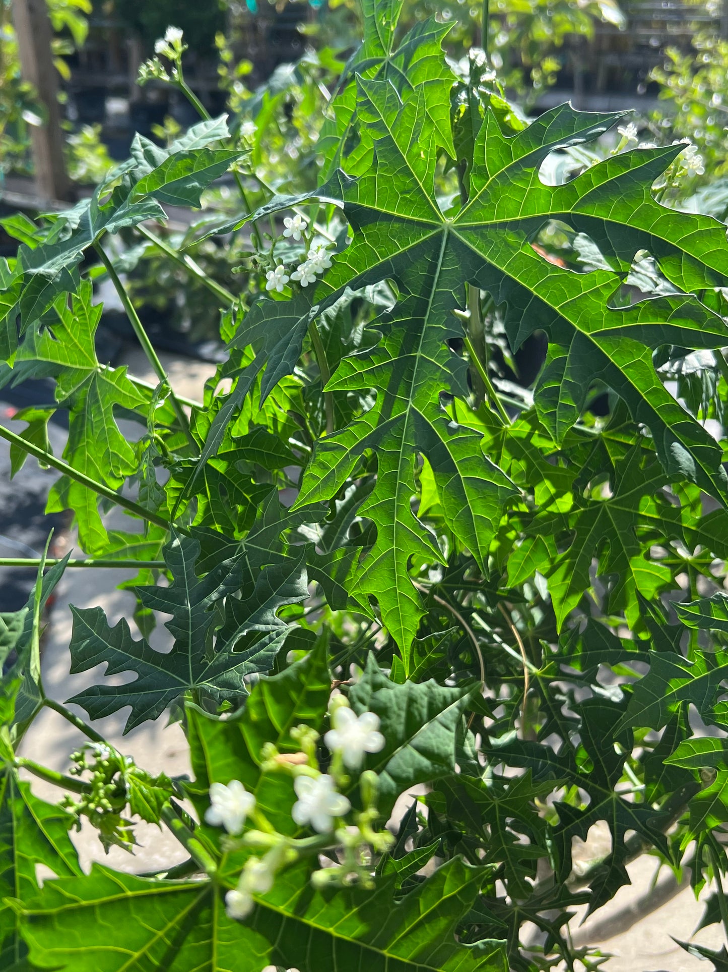 Chaya Mexican Spinach