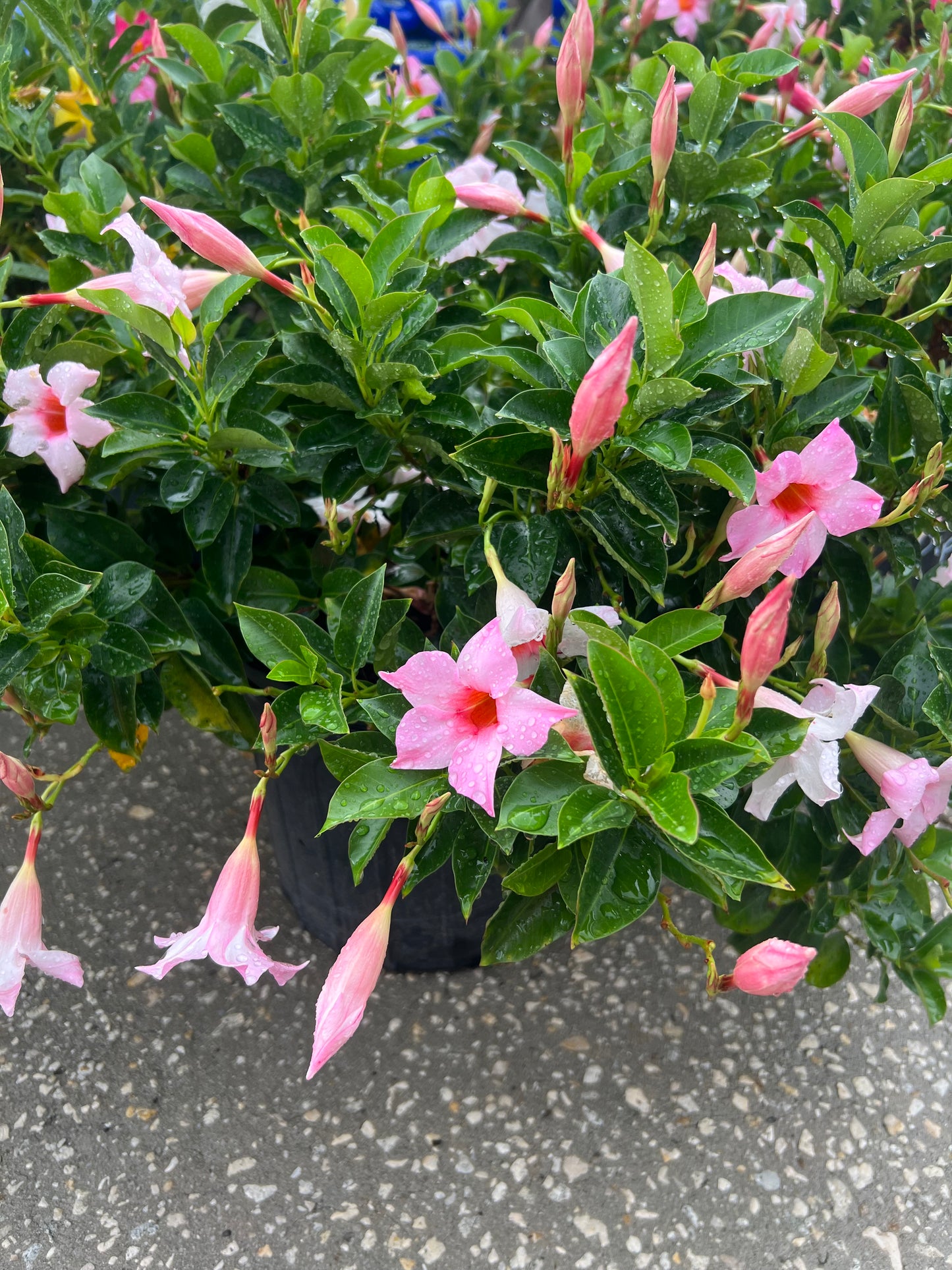 Dipladenia Shrubs