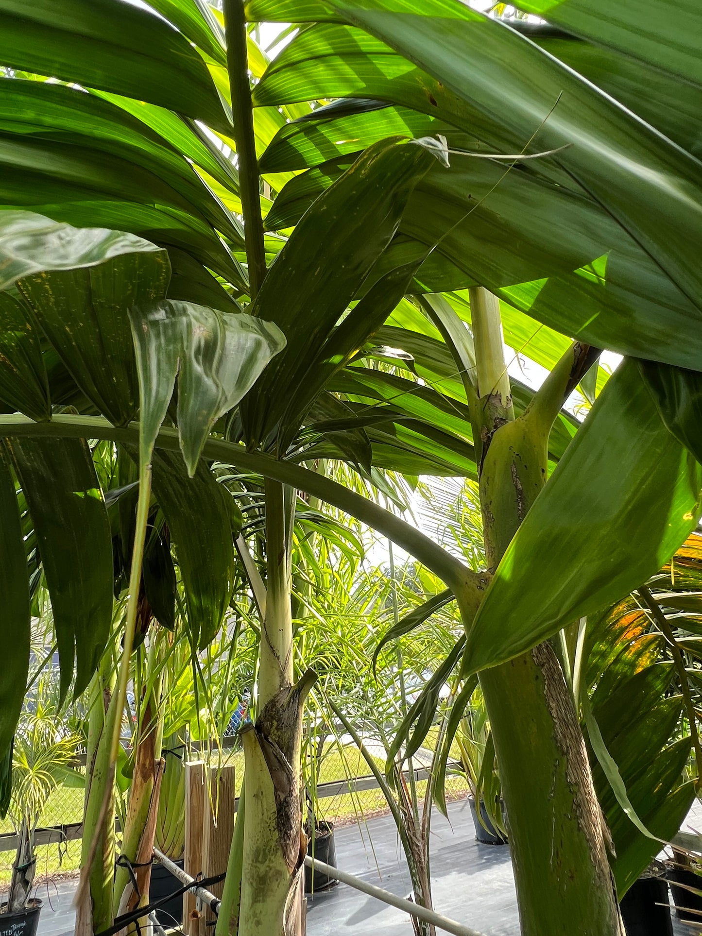 Feather Flame Thrower Palm