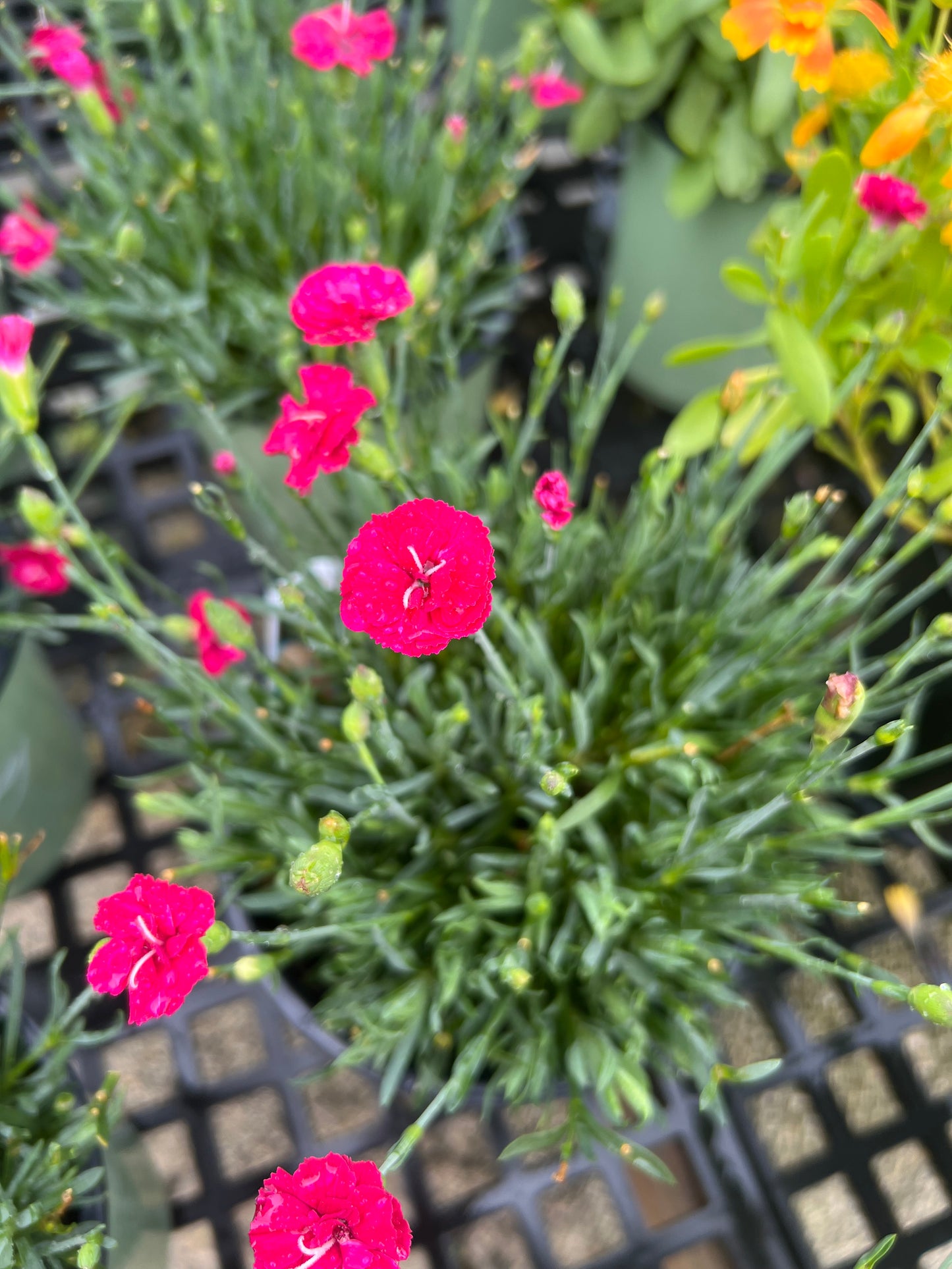 Dianthus