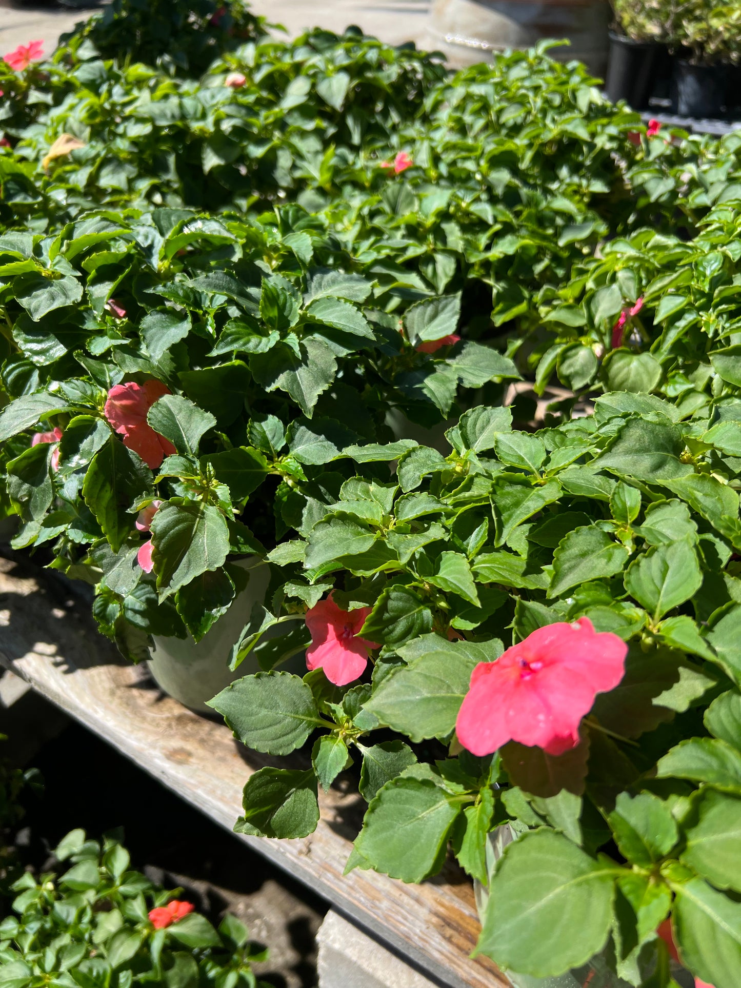 impatiens