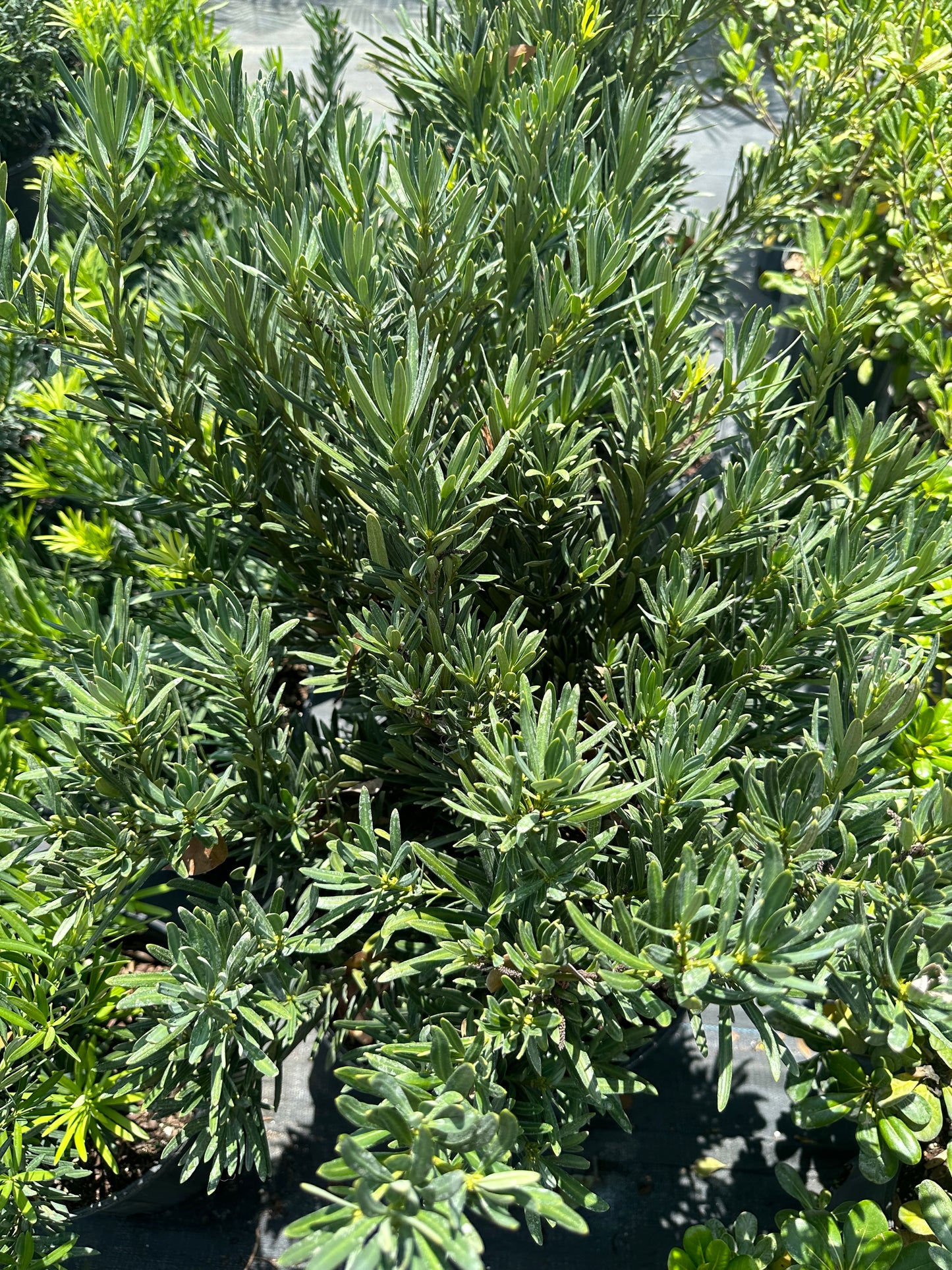 Podocarpus Pringles Dwf