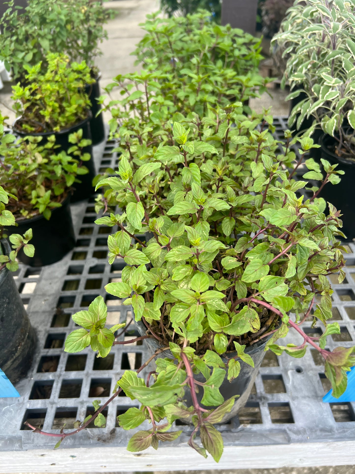 Herb Mint