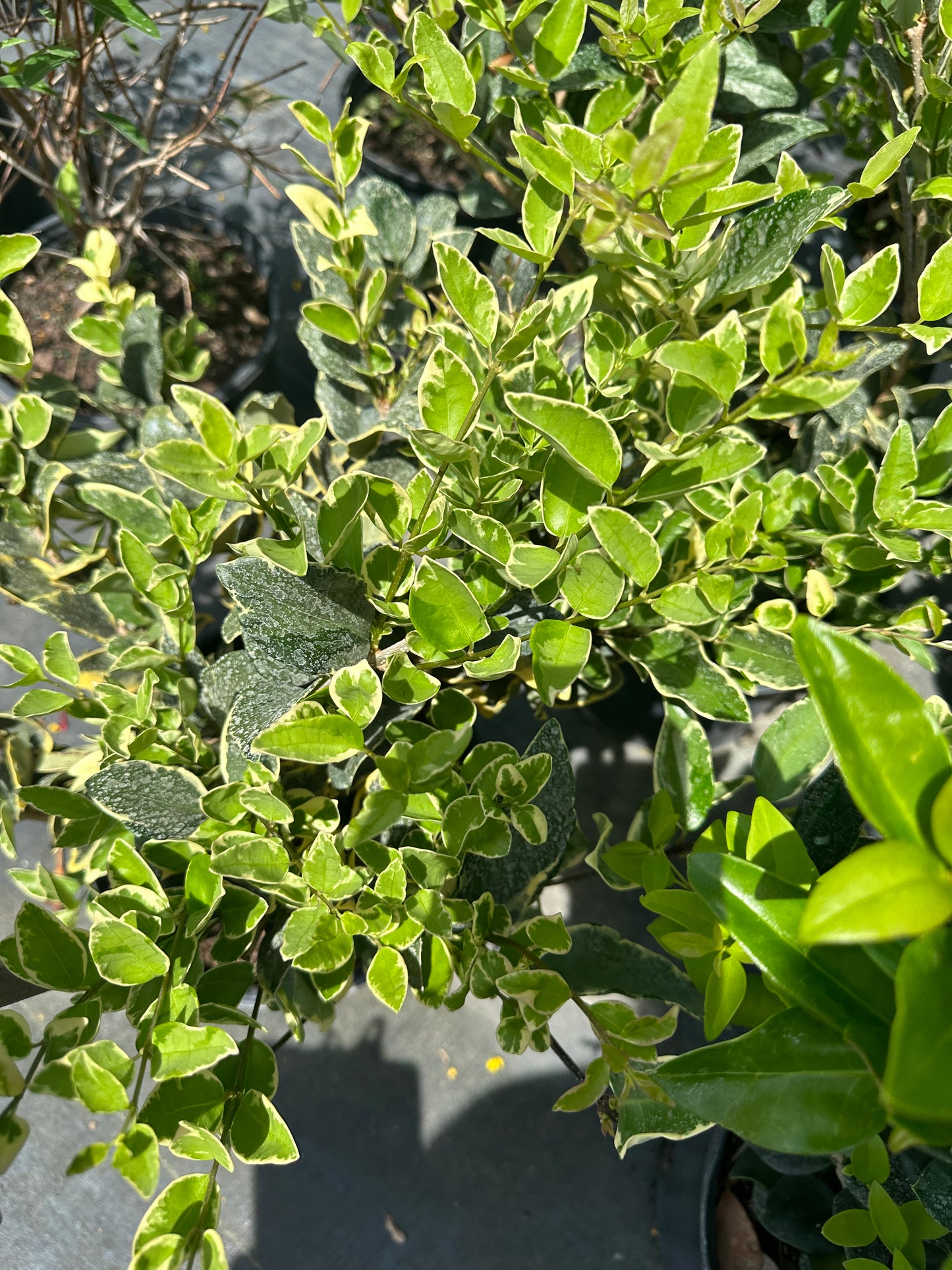 Ligustrum Jack Frost