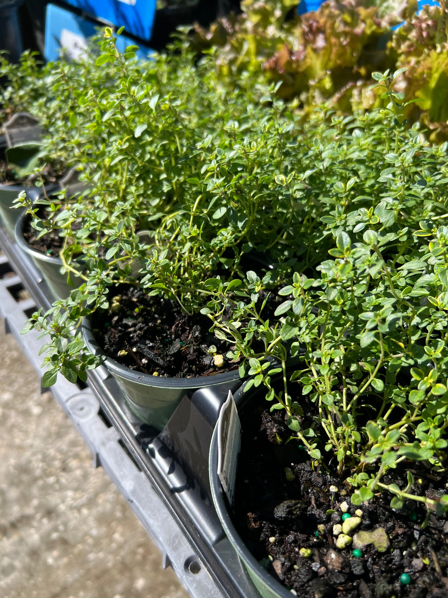 Herb Thyme Lemon 4.3"