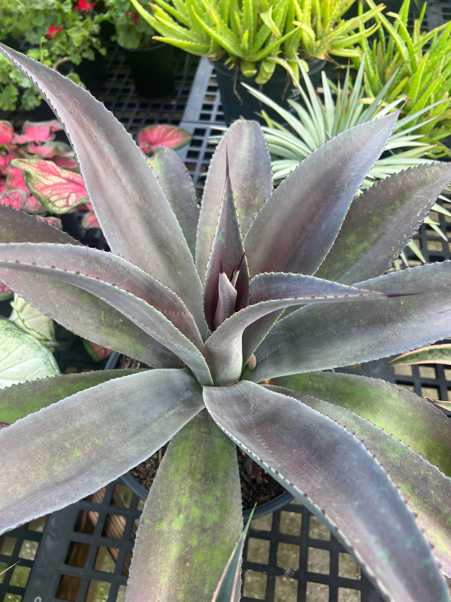 Agave Mangave