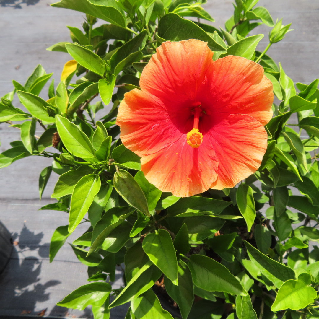 Hibiscus Shrubs