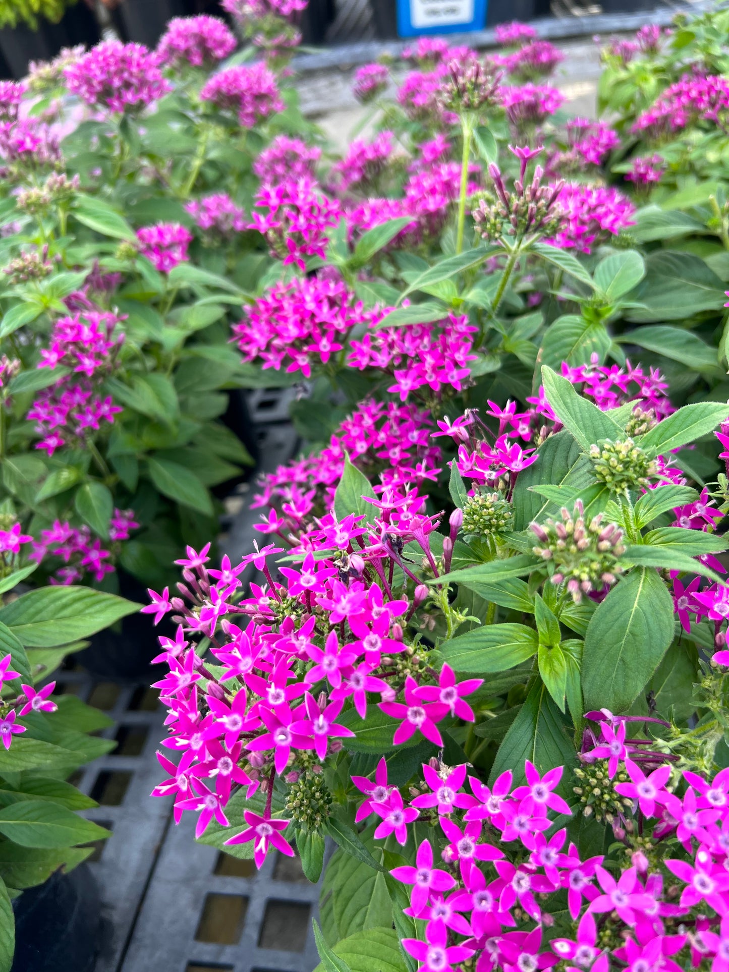 Pentas (Pentas Lanceolata) 1G