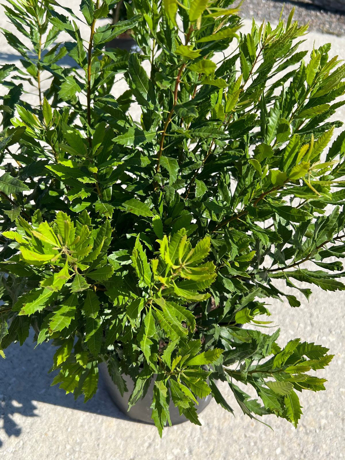 Wax Myrtle (N)