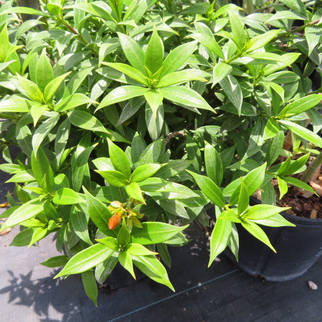 Allamanda Bush-3G-3 gal