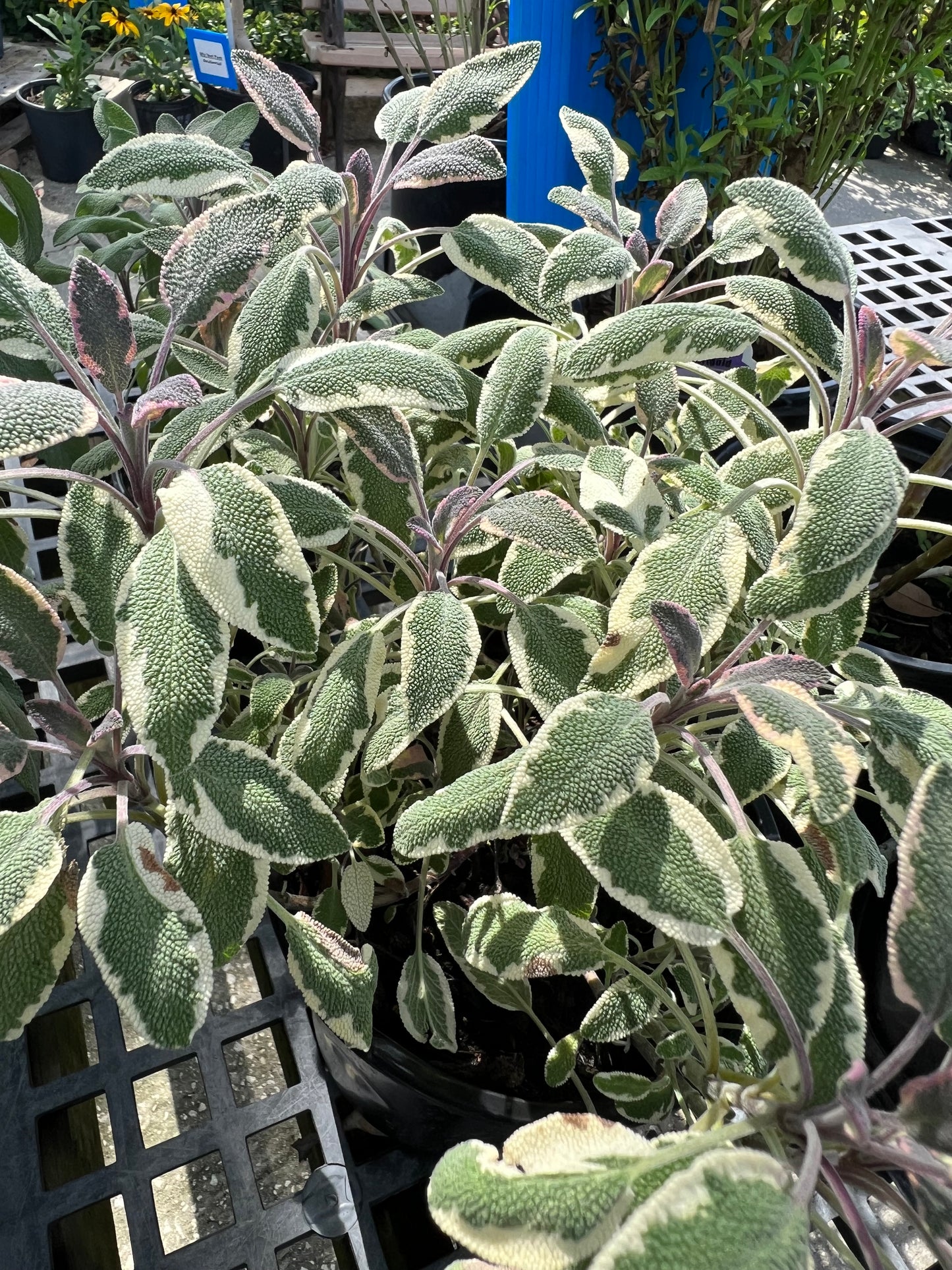 Herb Sage-1G-1 gal