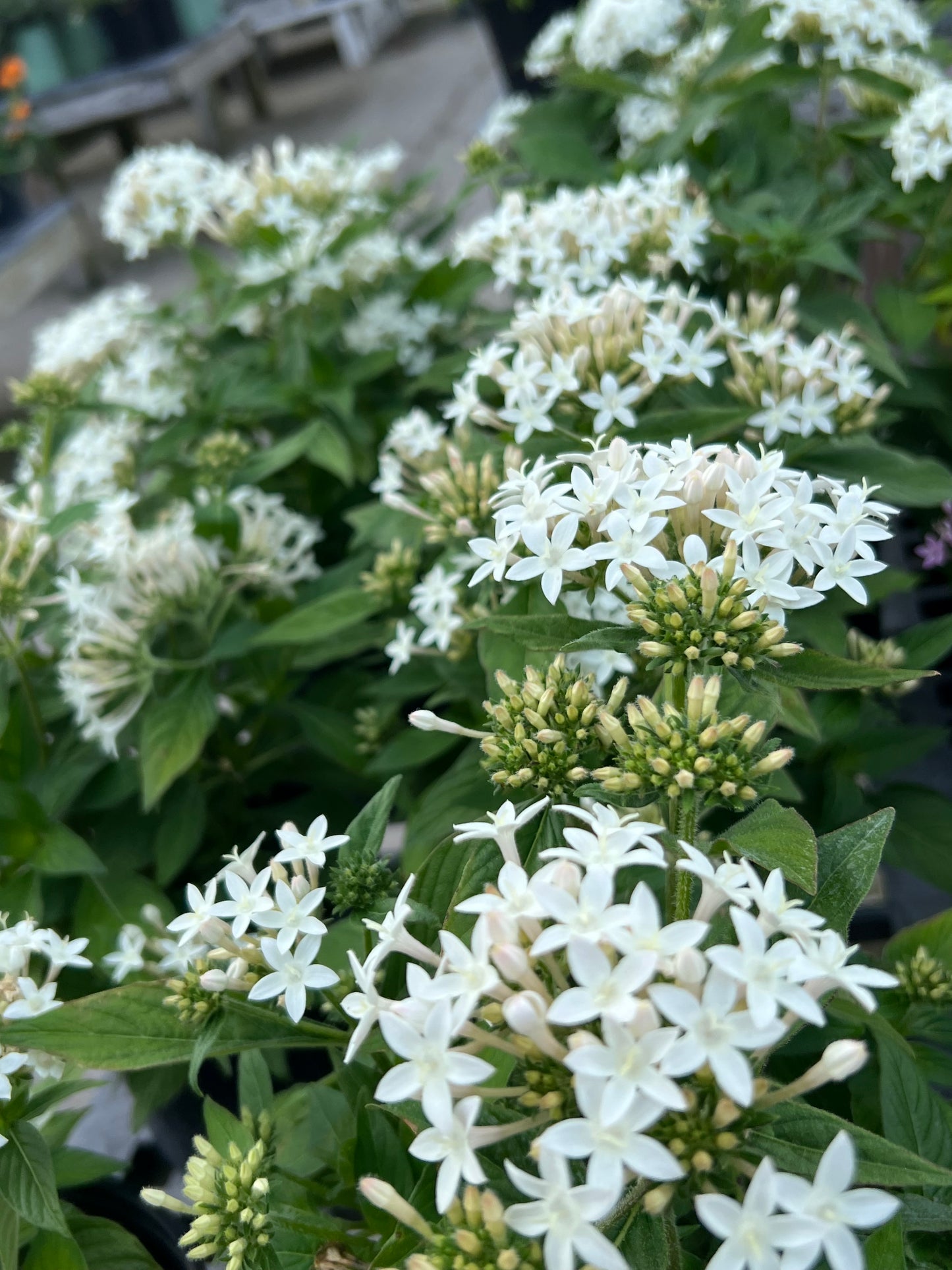 Pentas (Pentas Lanceolata) 1G