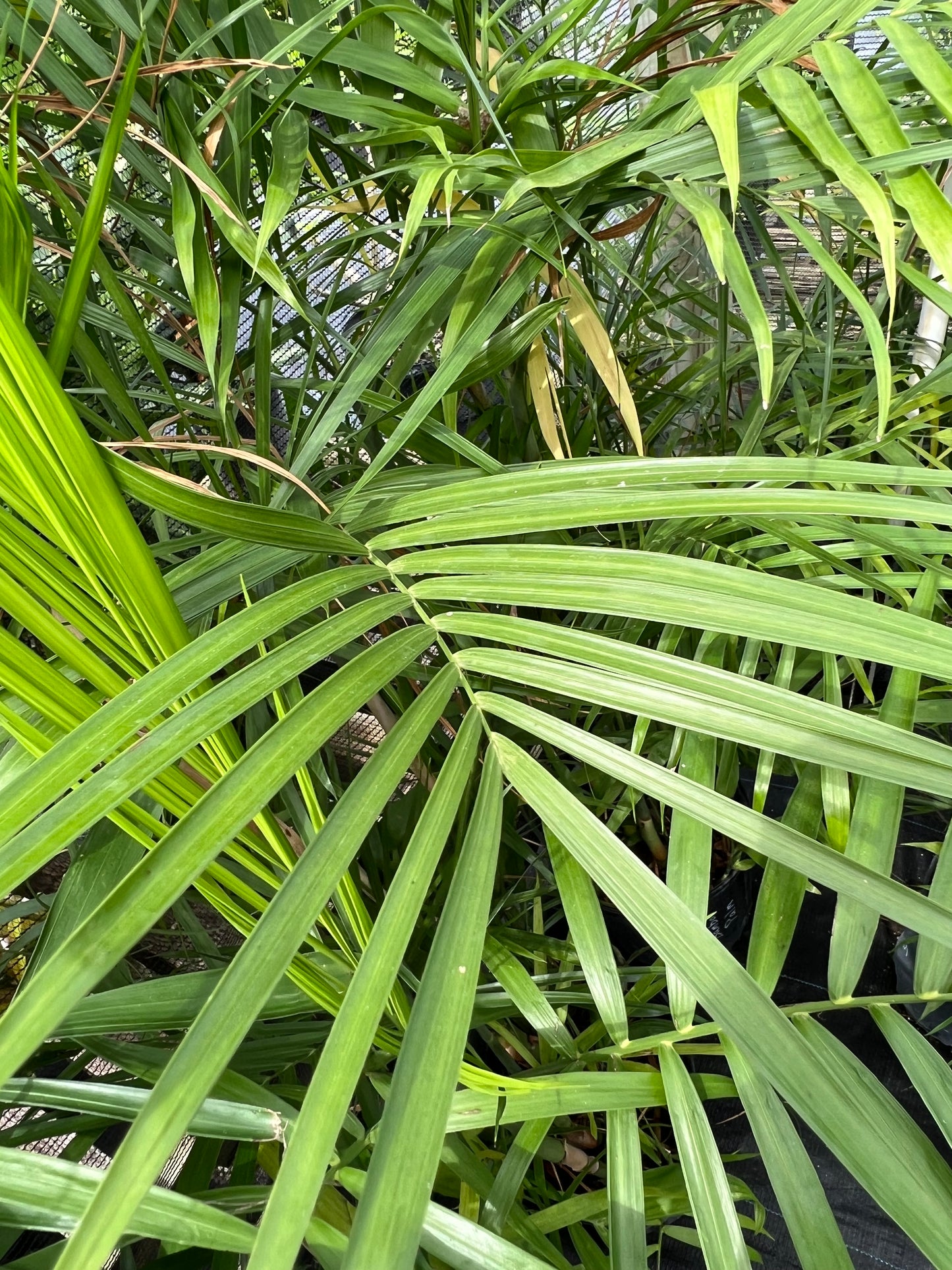 Chamaedorea Bamboo Palm