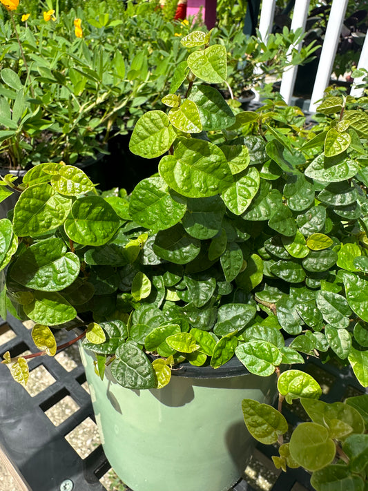 Ficus Creeping Fig