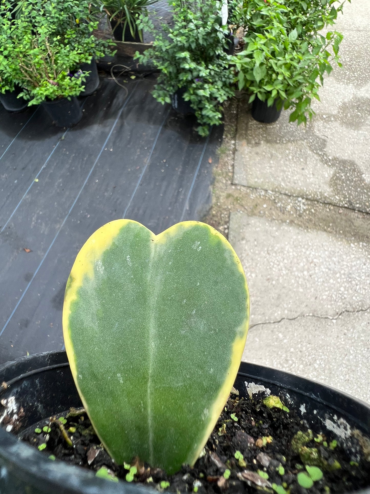 Hoya Kerrii Heart Variegated 4"