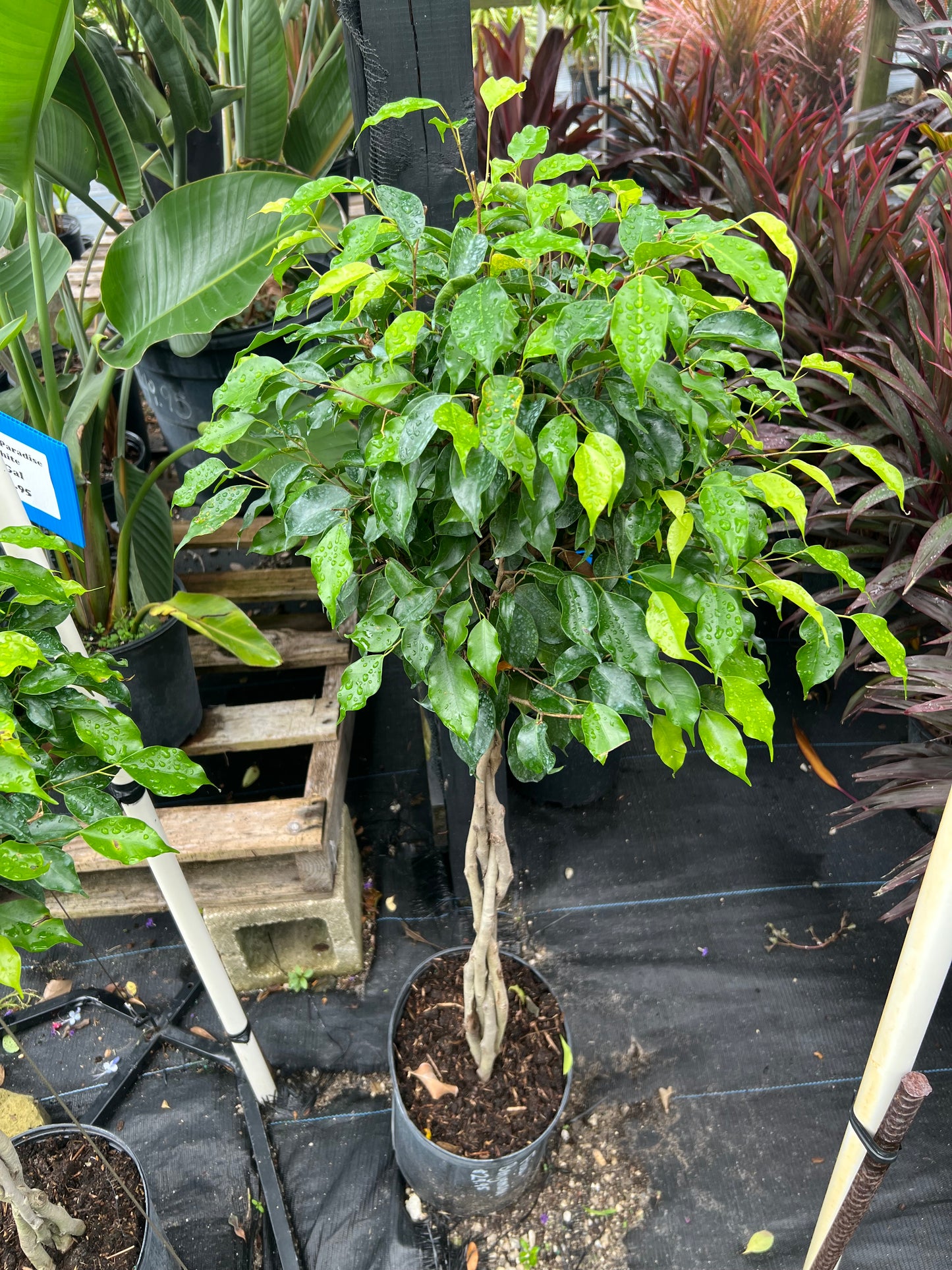 Ficus Benjamin Std