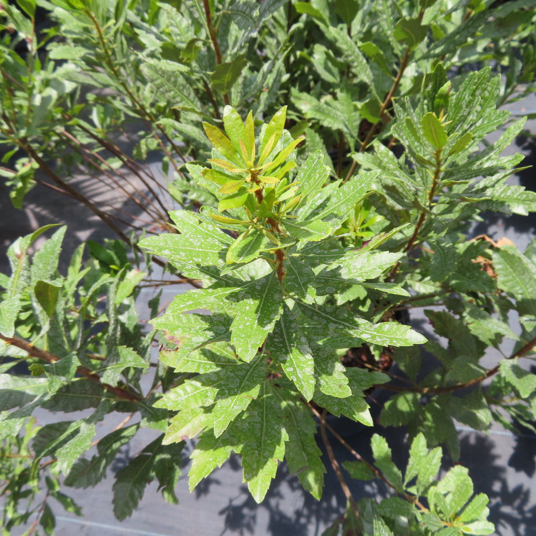 Wax Myrtle-7G-7 gal