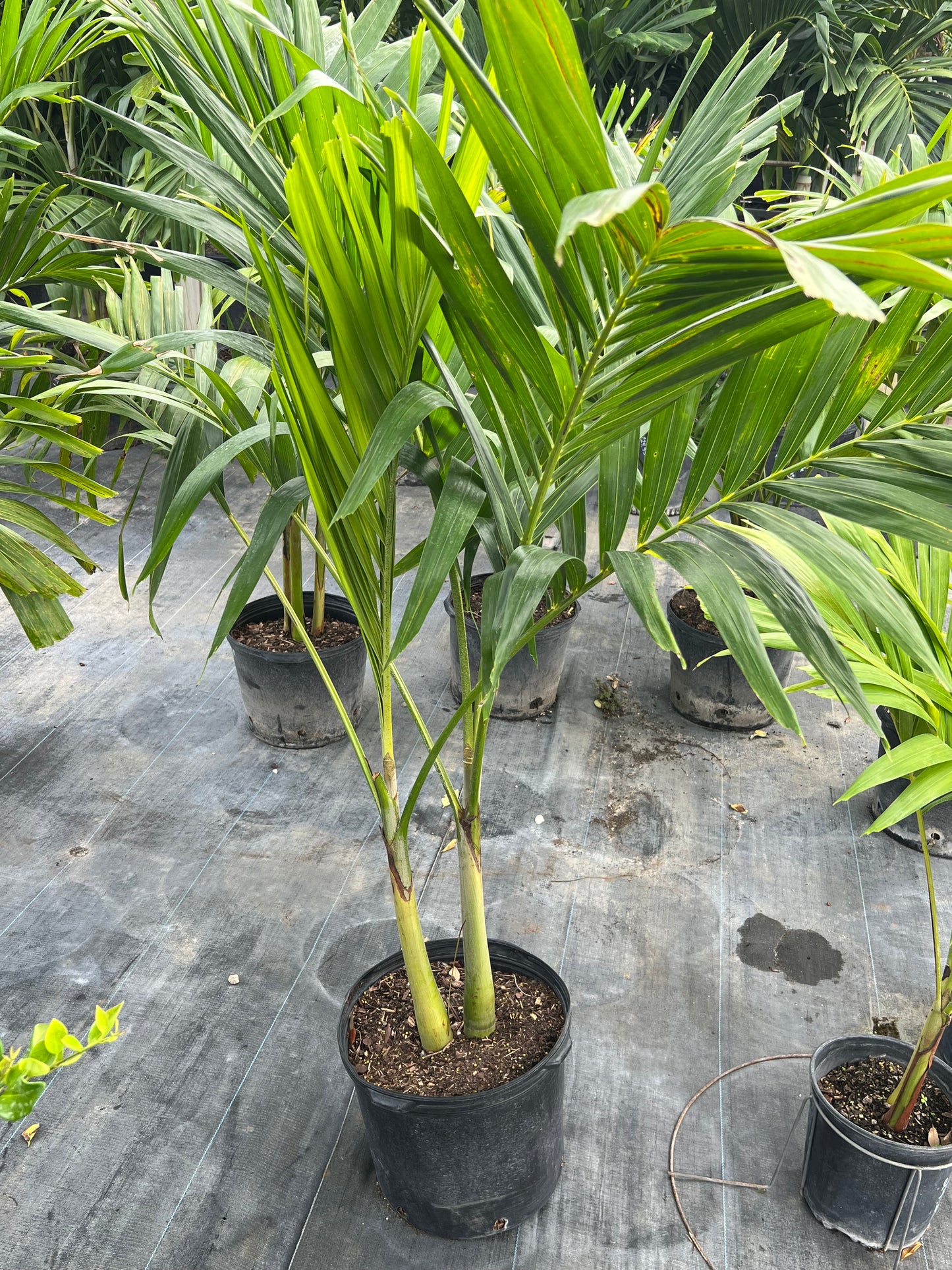 Adonidia Palm