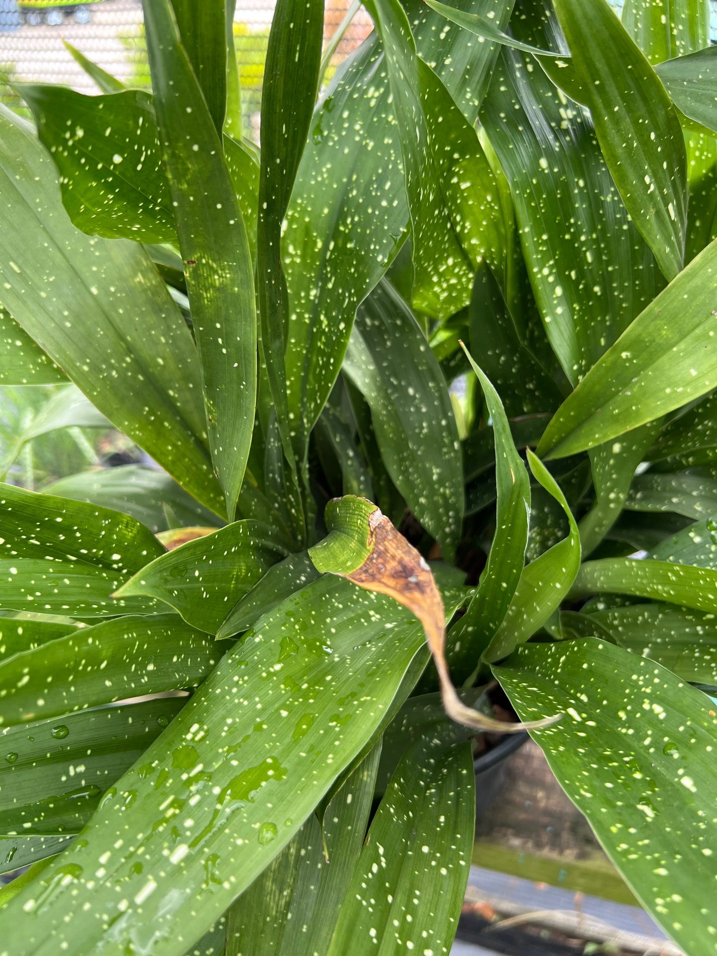 Cast Iron Aspidistra