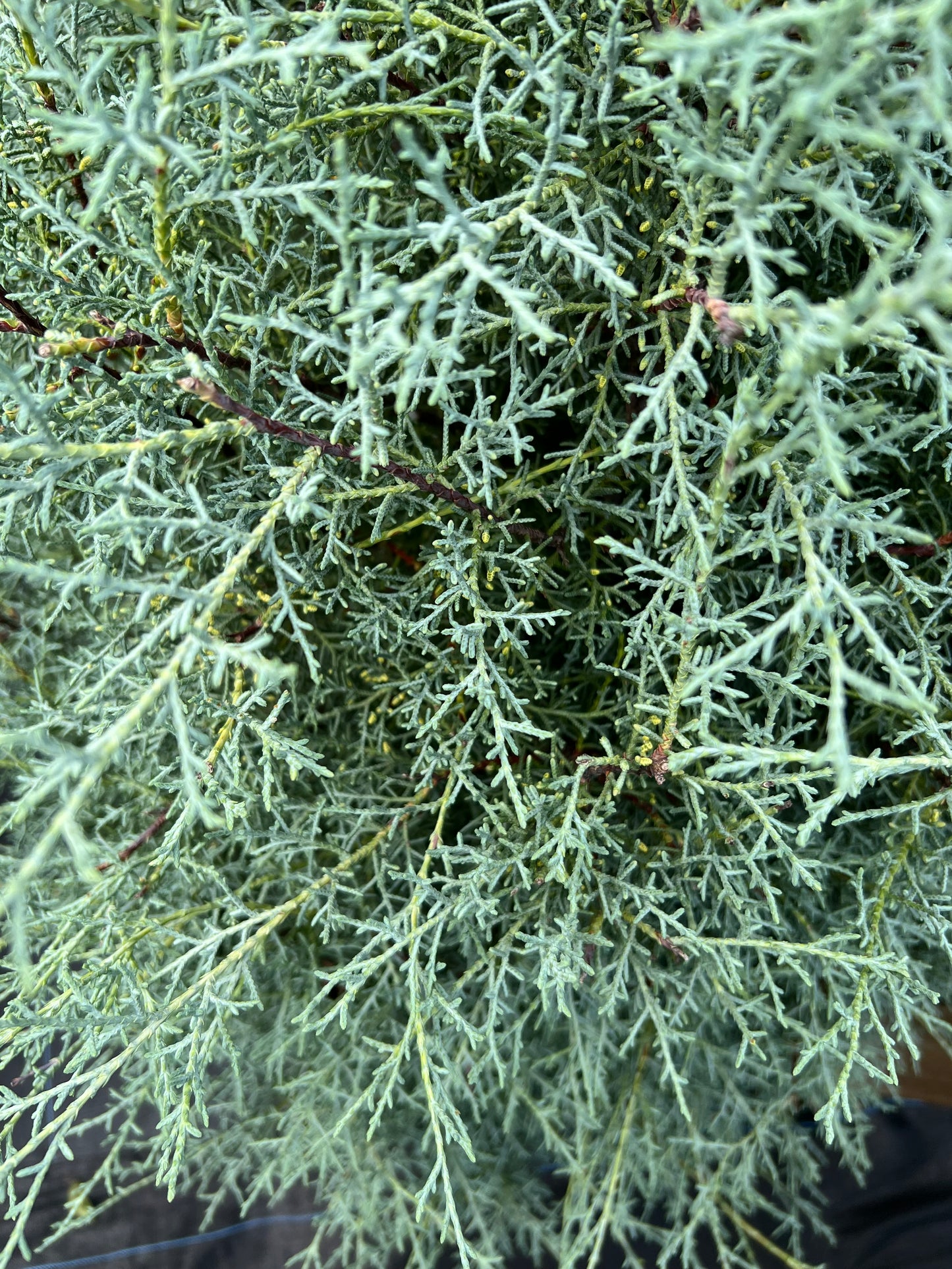 Arizona Cypress