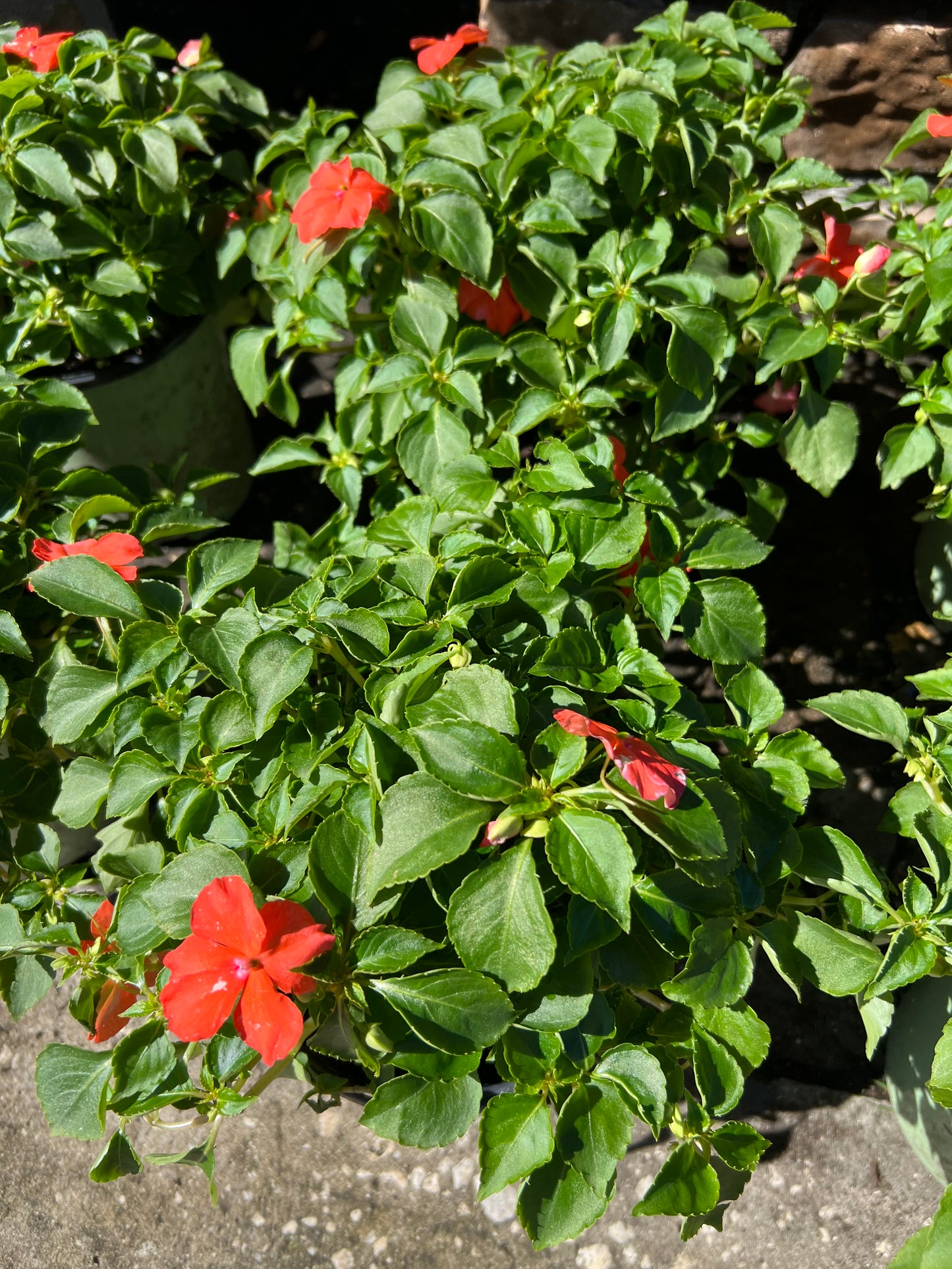 impatiens