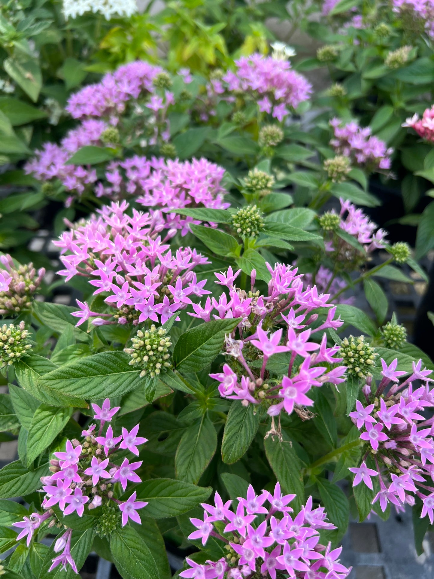 Pentas (Pentas Lanceolata) 1G