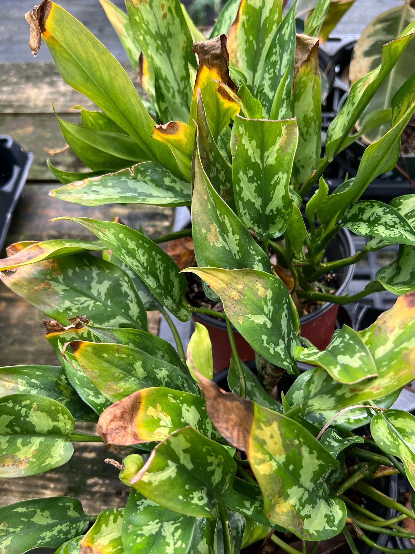 Aglaonema Shrub