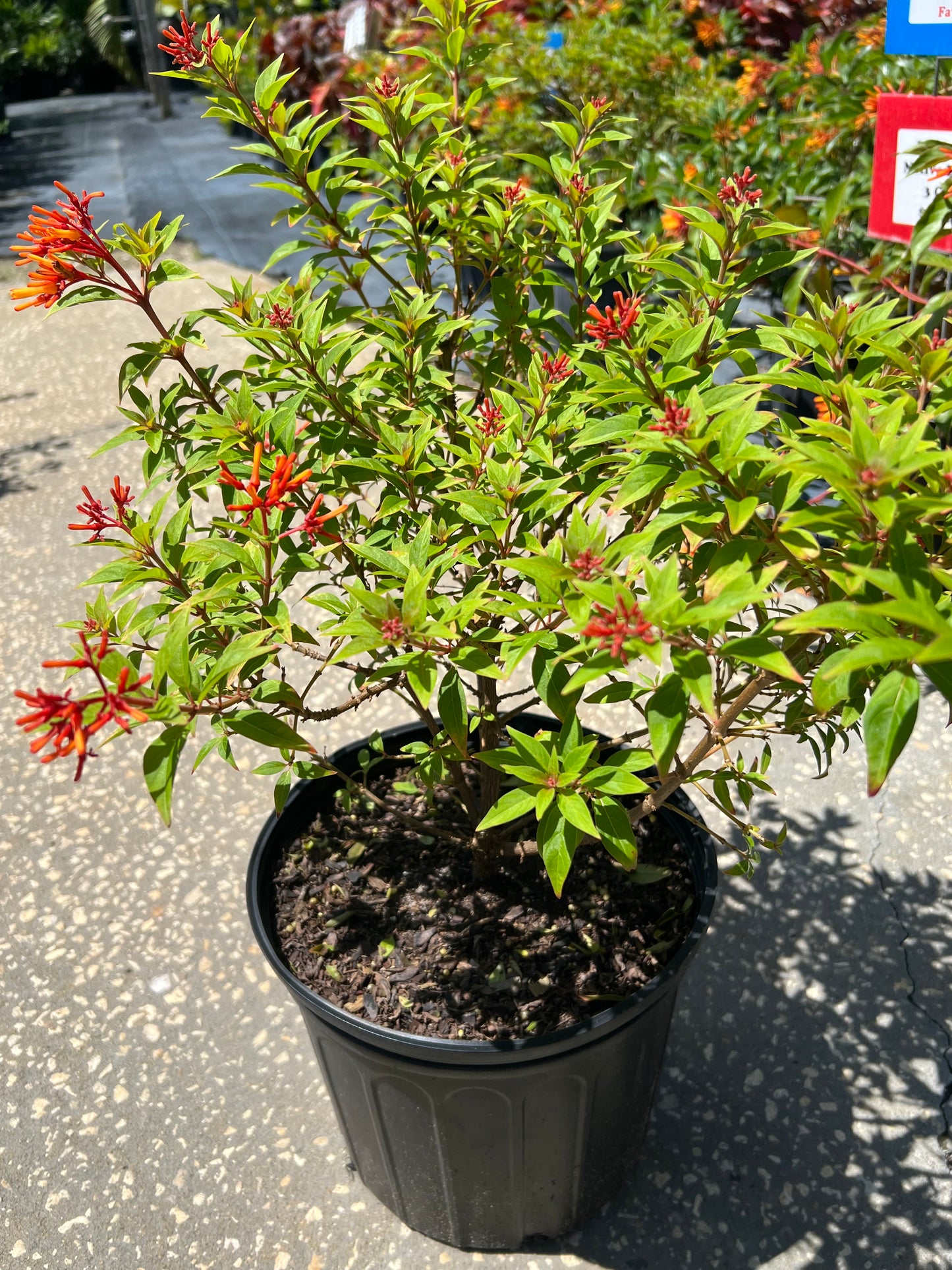 Firebush Firefly