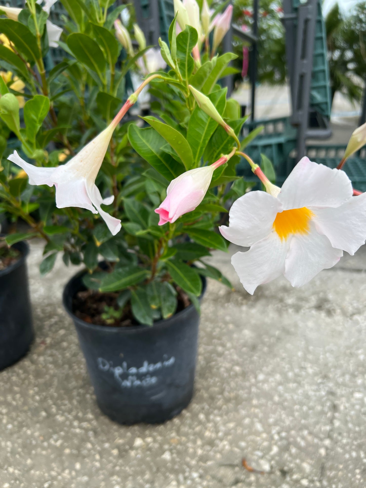 Dipladenia Shrubs