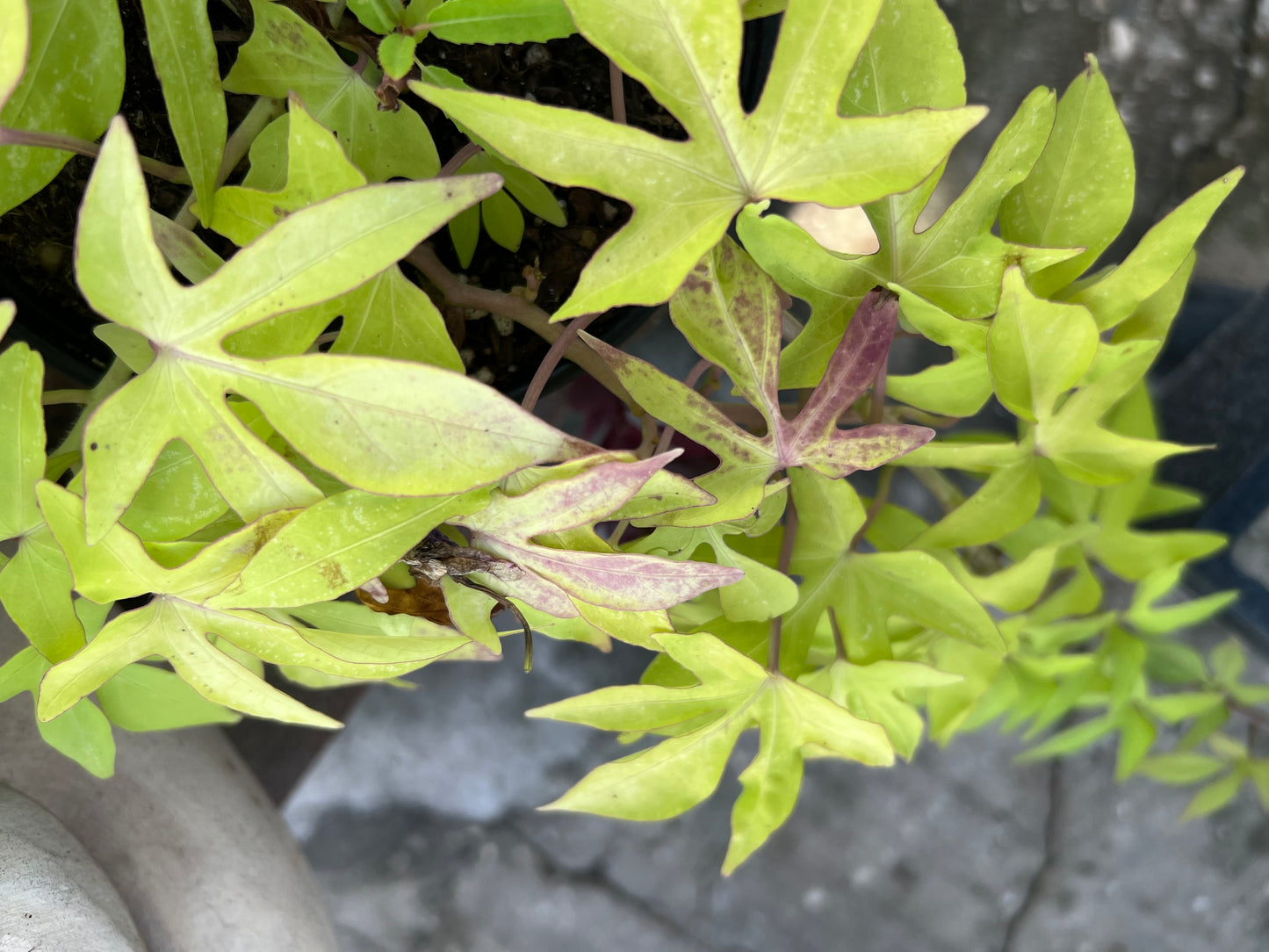 Sweet Potato Vine  (Ipomoea batatas) 1G