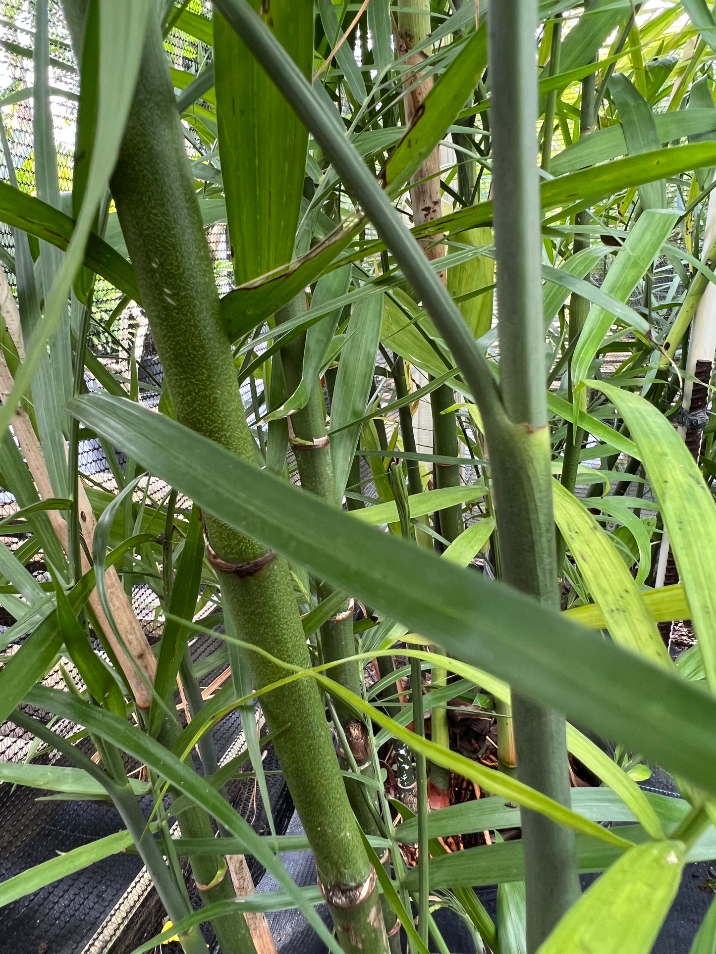 Chamaedorea Bamboo Palm