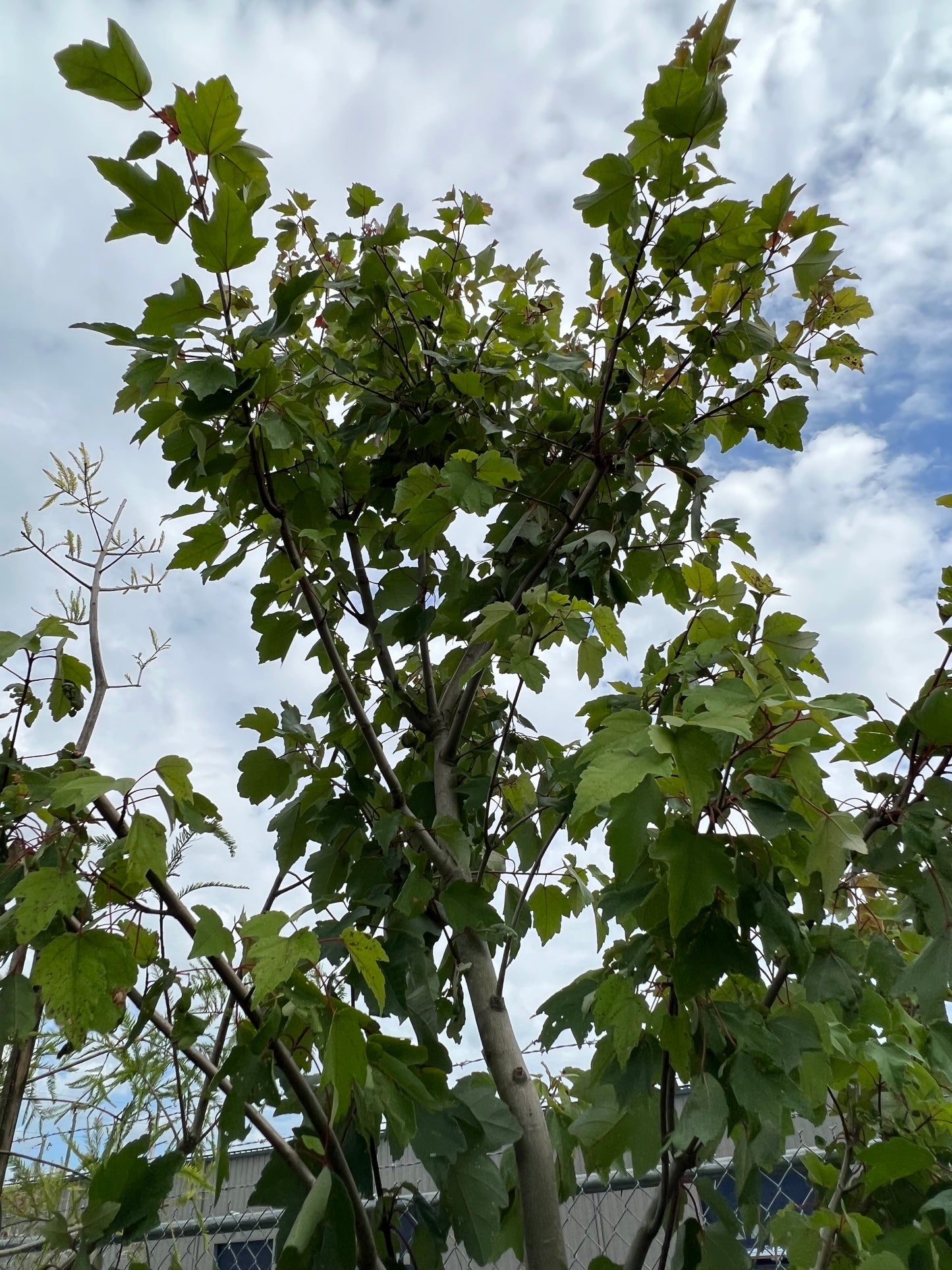 Maple FL Flame Tree