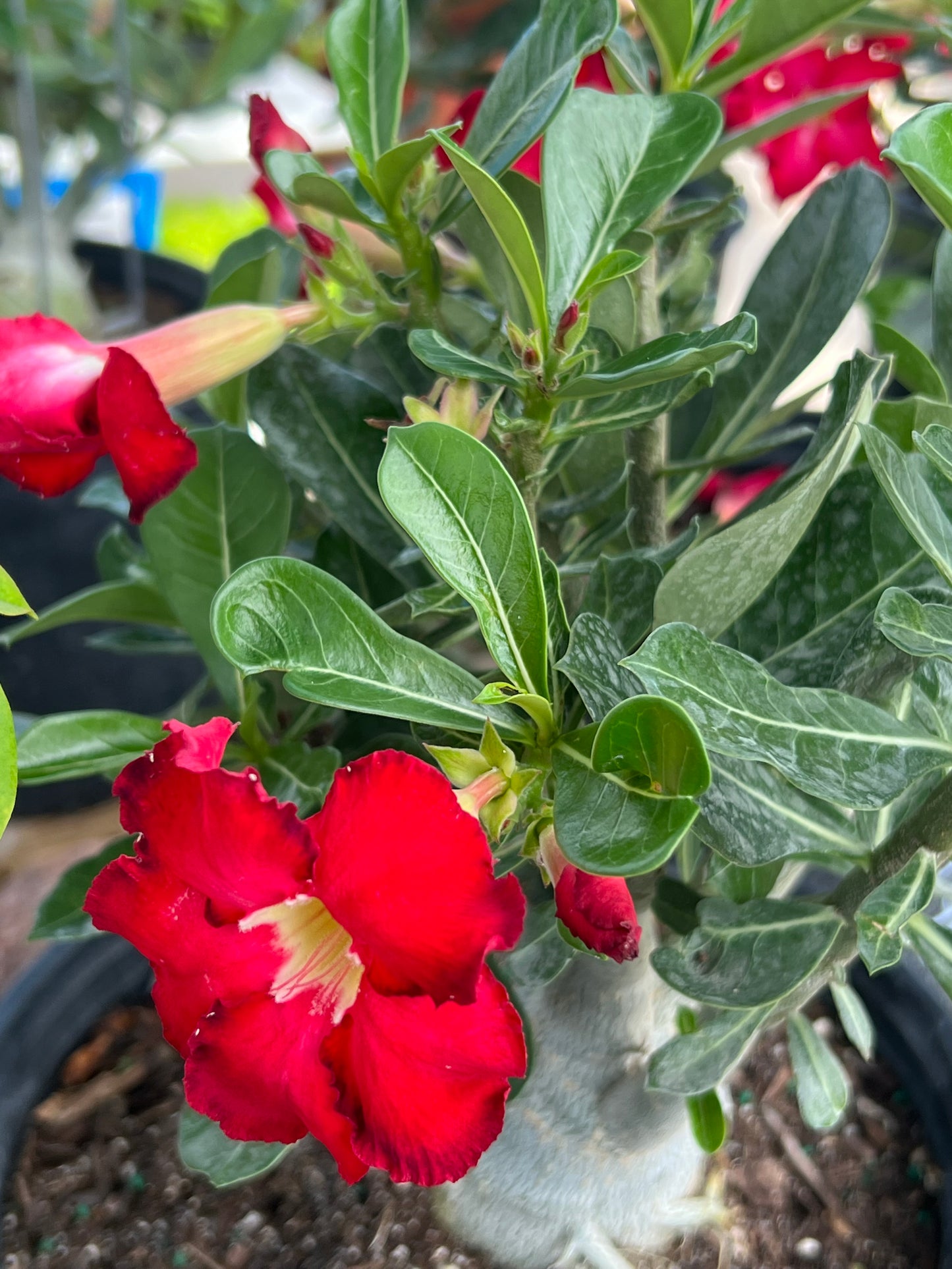 Desert Rose Hybrid