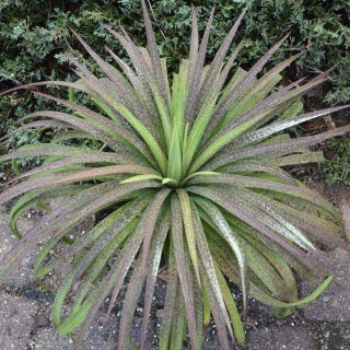 Agave Mangave