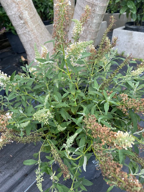 Buddleia Butterfly Bush