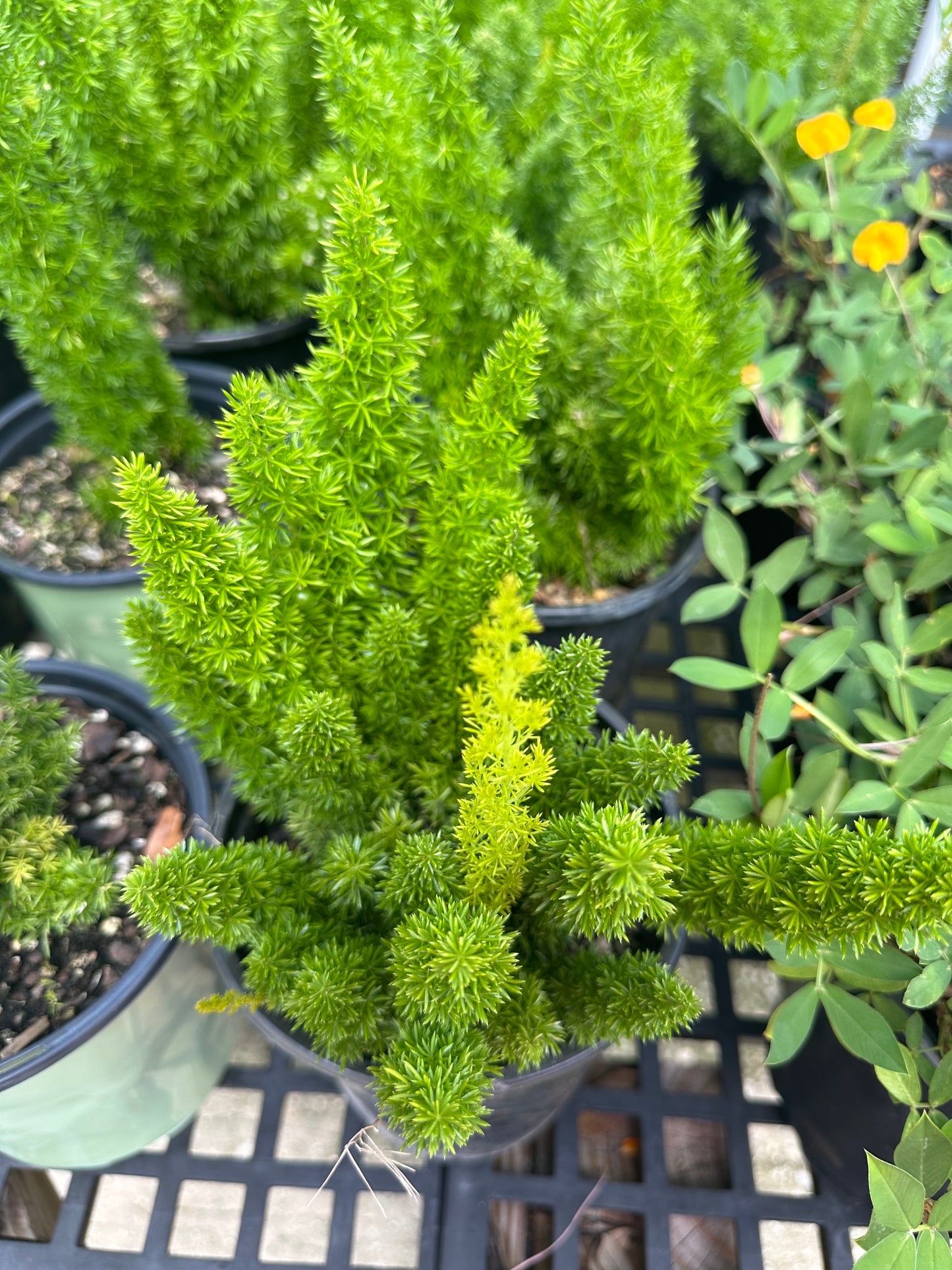 Fern Plants