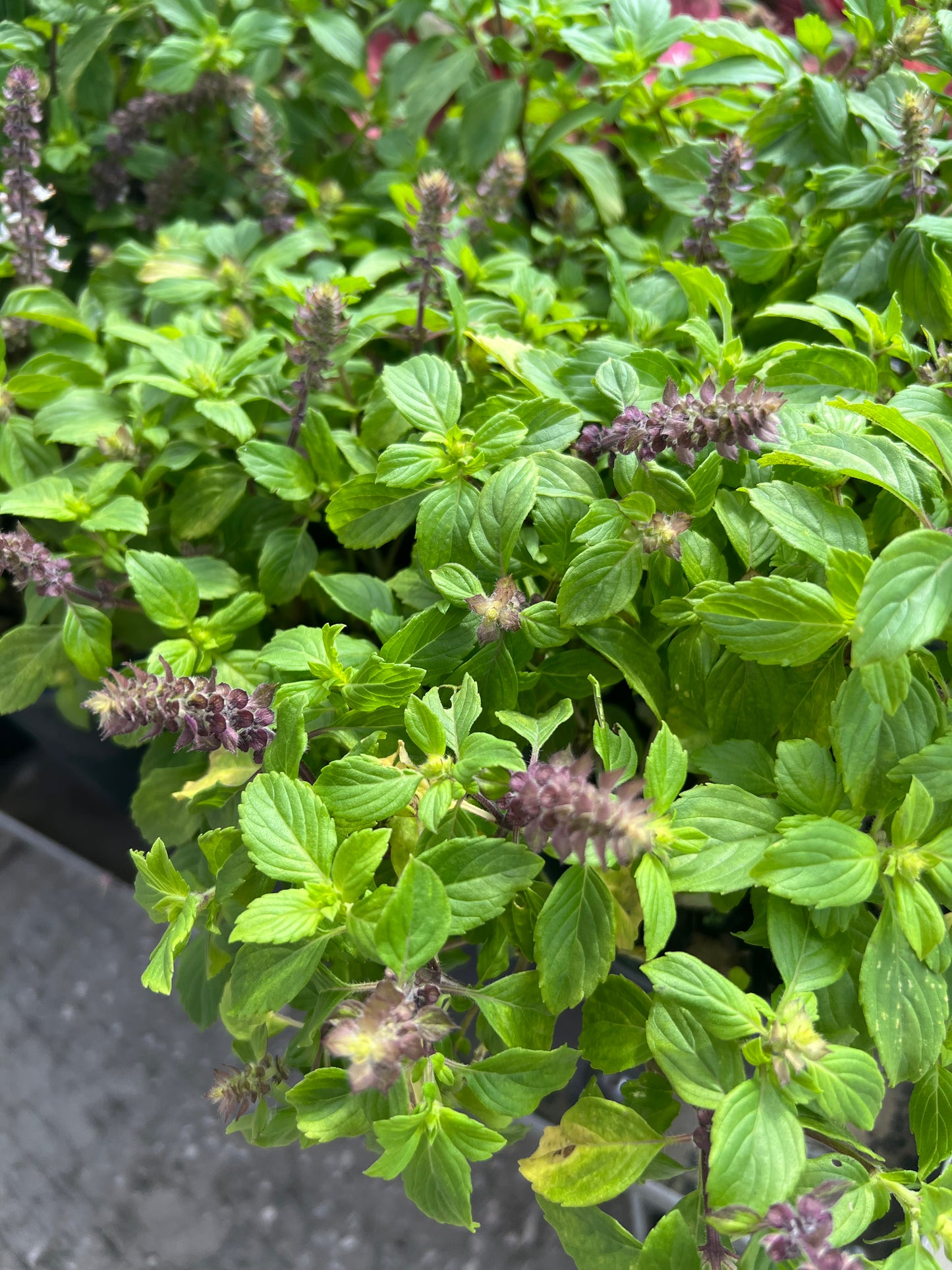 Herb Basil 1G