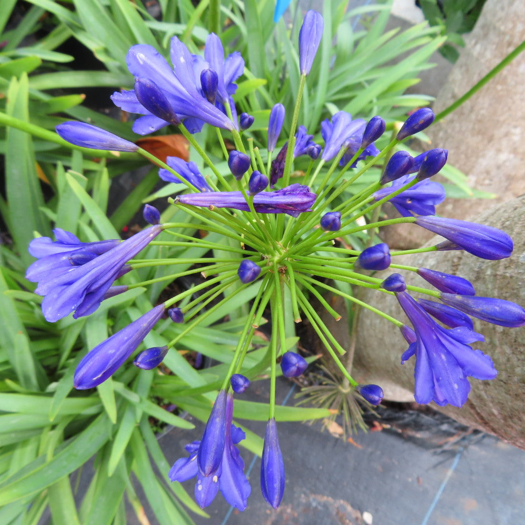 Agapanthus