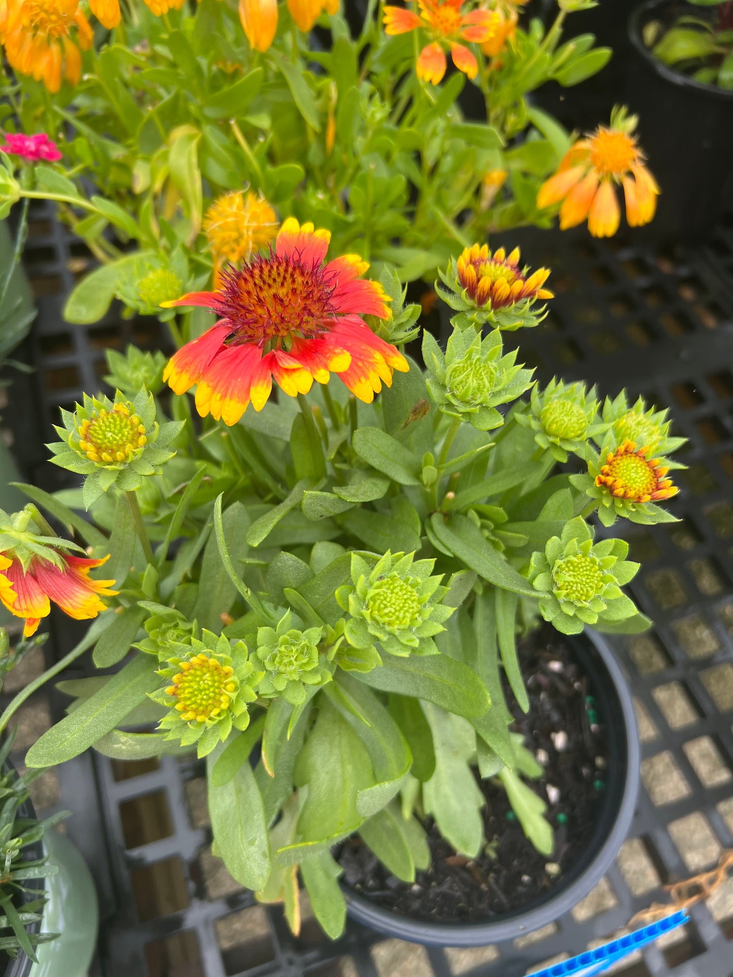 Gaillardia